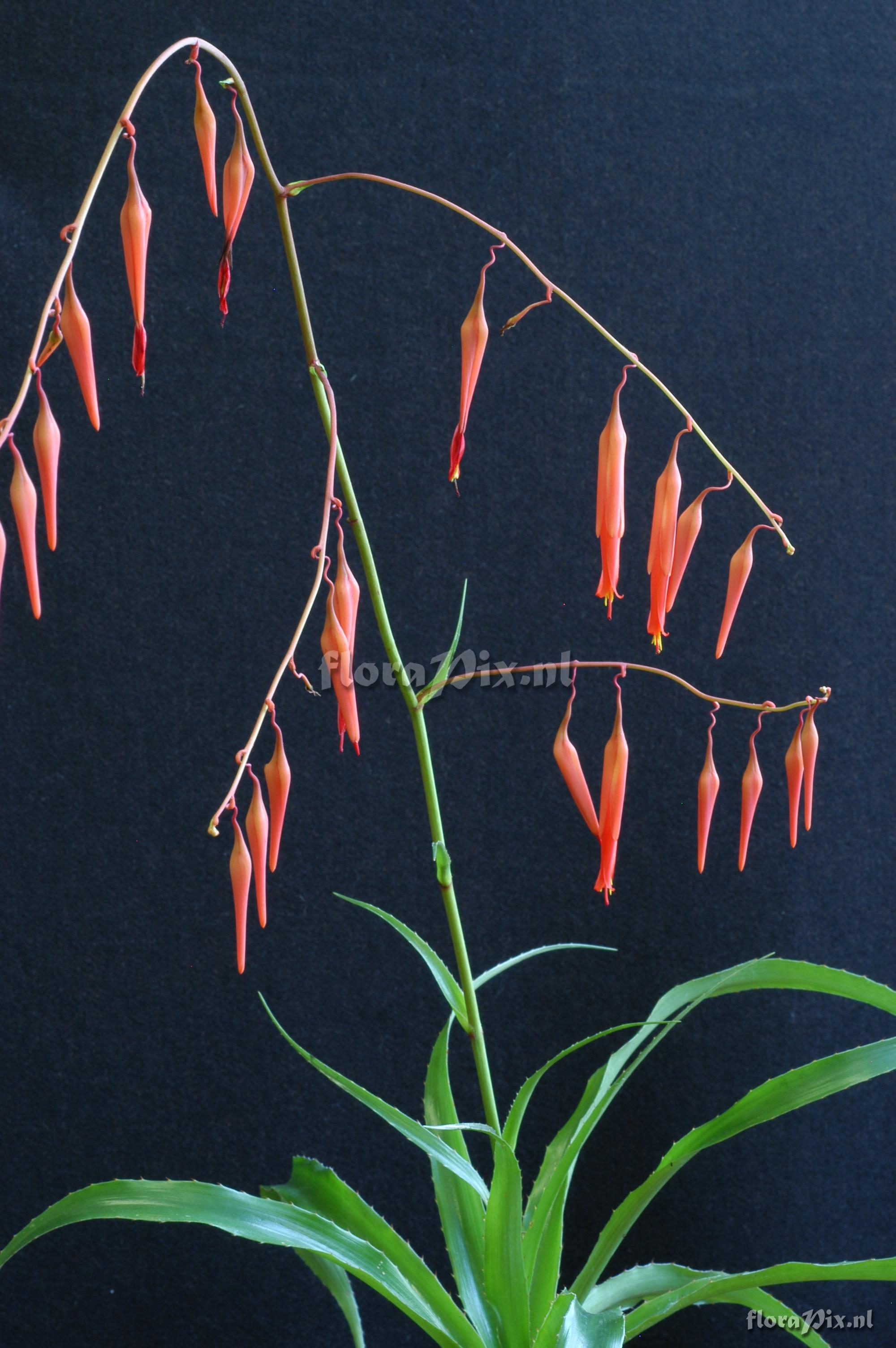 Pitcairnia nuda