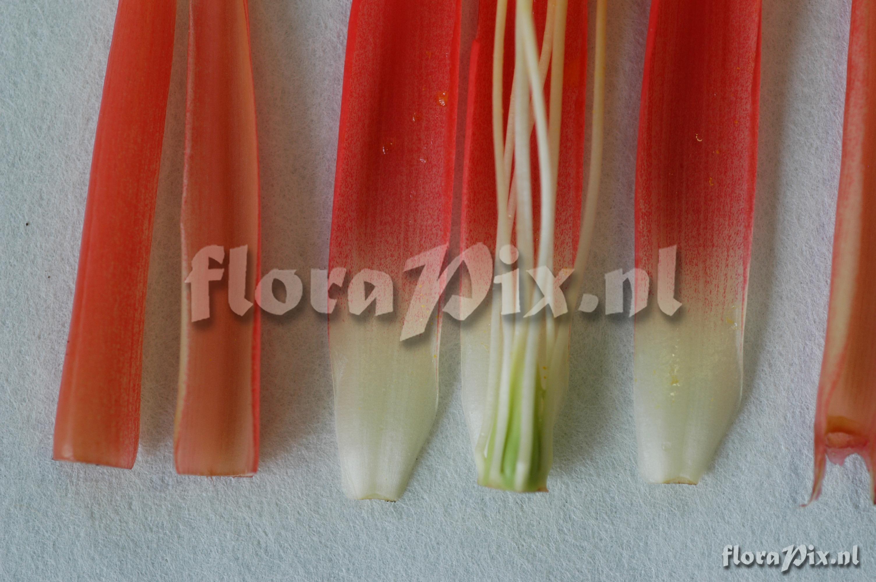 Pitcairnia nuda