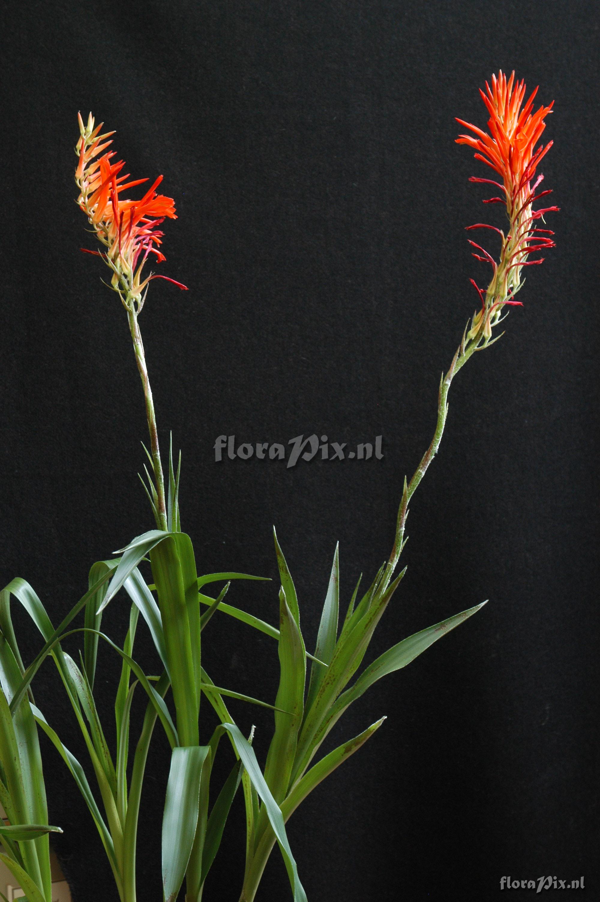 Pitcairnia pavonii