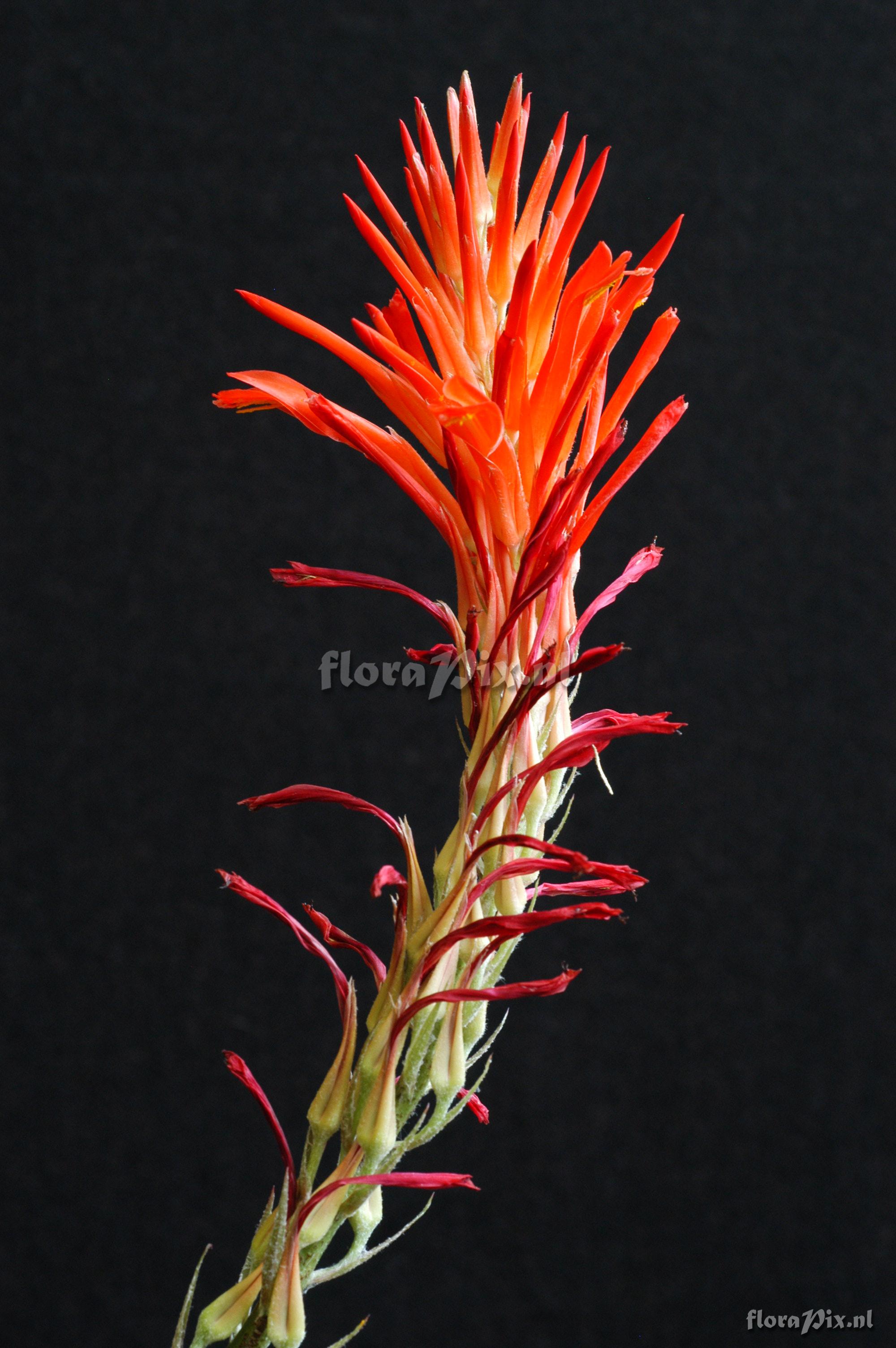 Pitcairnia pavonii