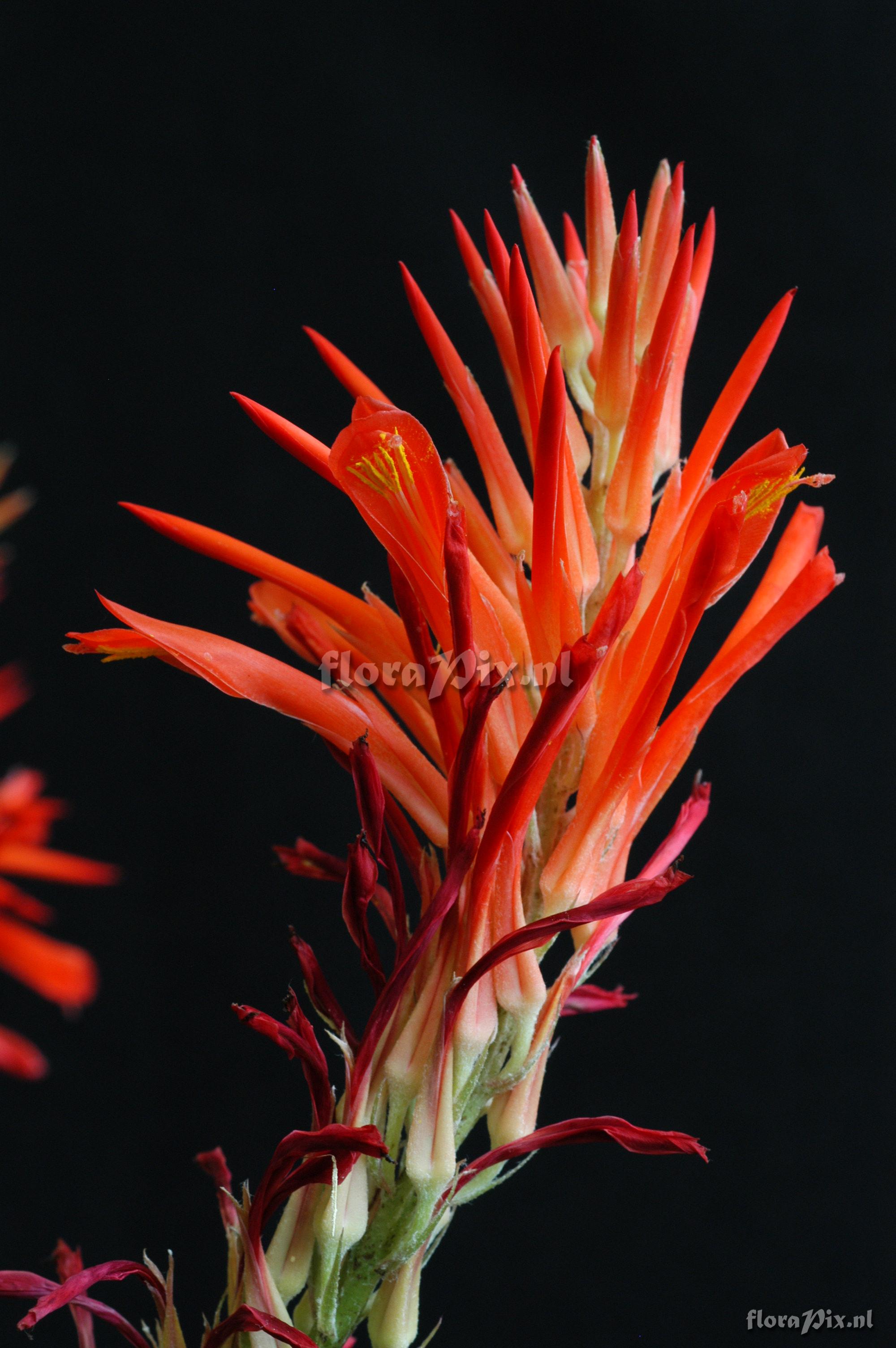 Pitcairnia pavonii