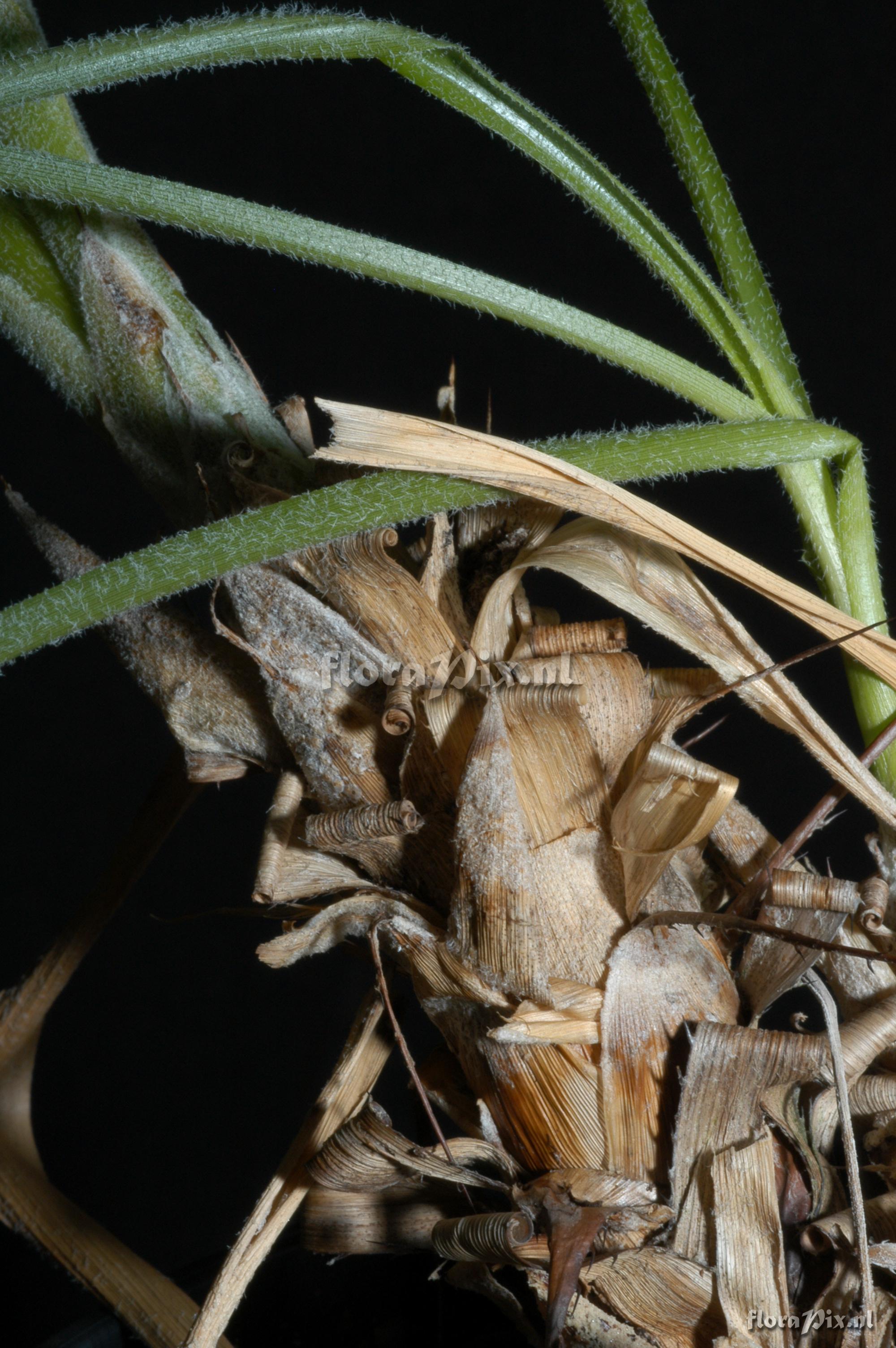 Pitcairnia pavonii