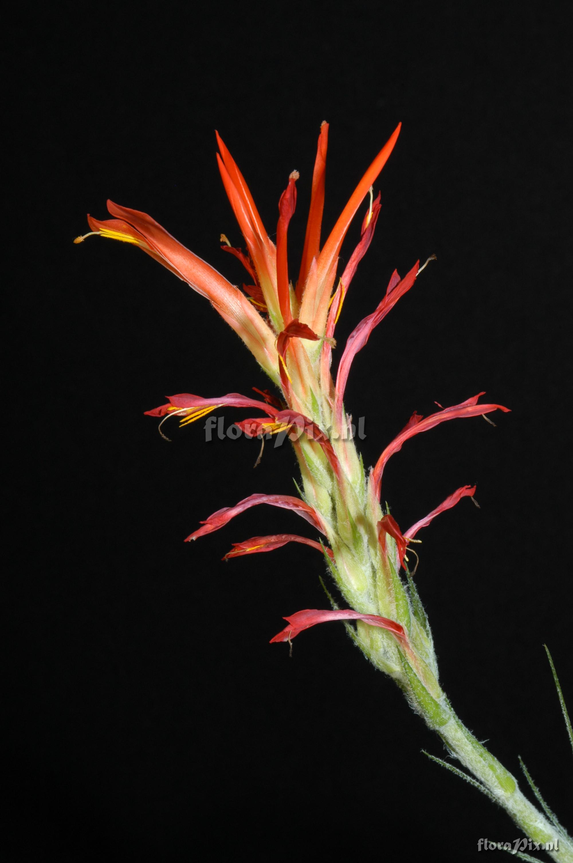 Pitcairnia pavonii