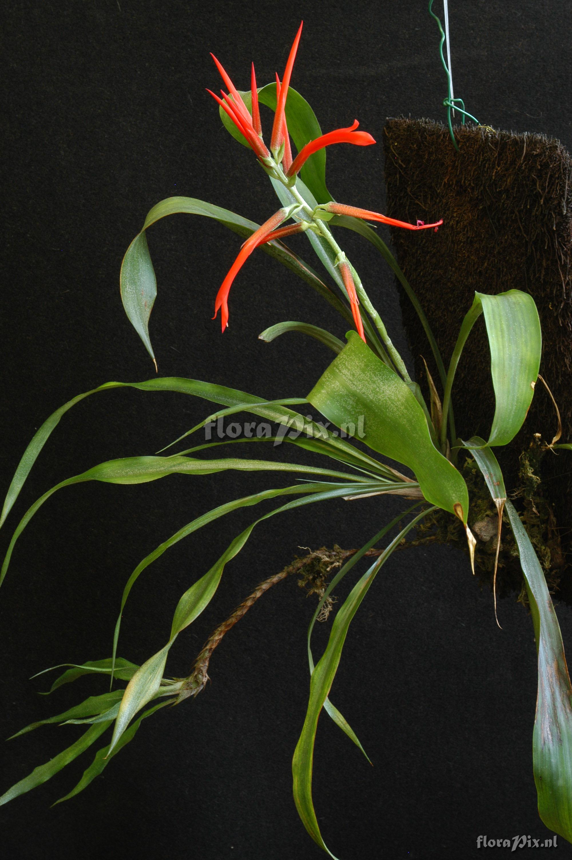 Pitcairnia riparia