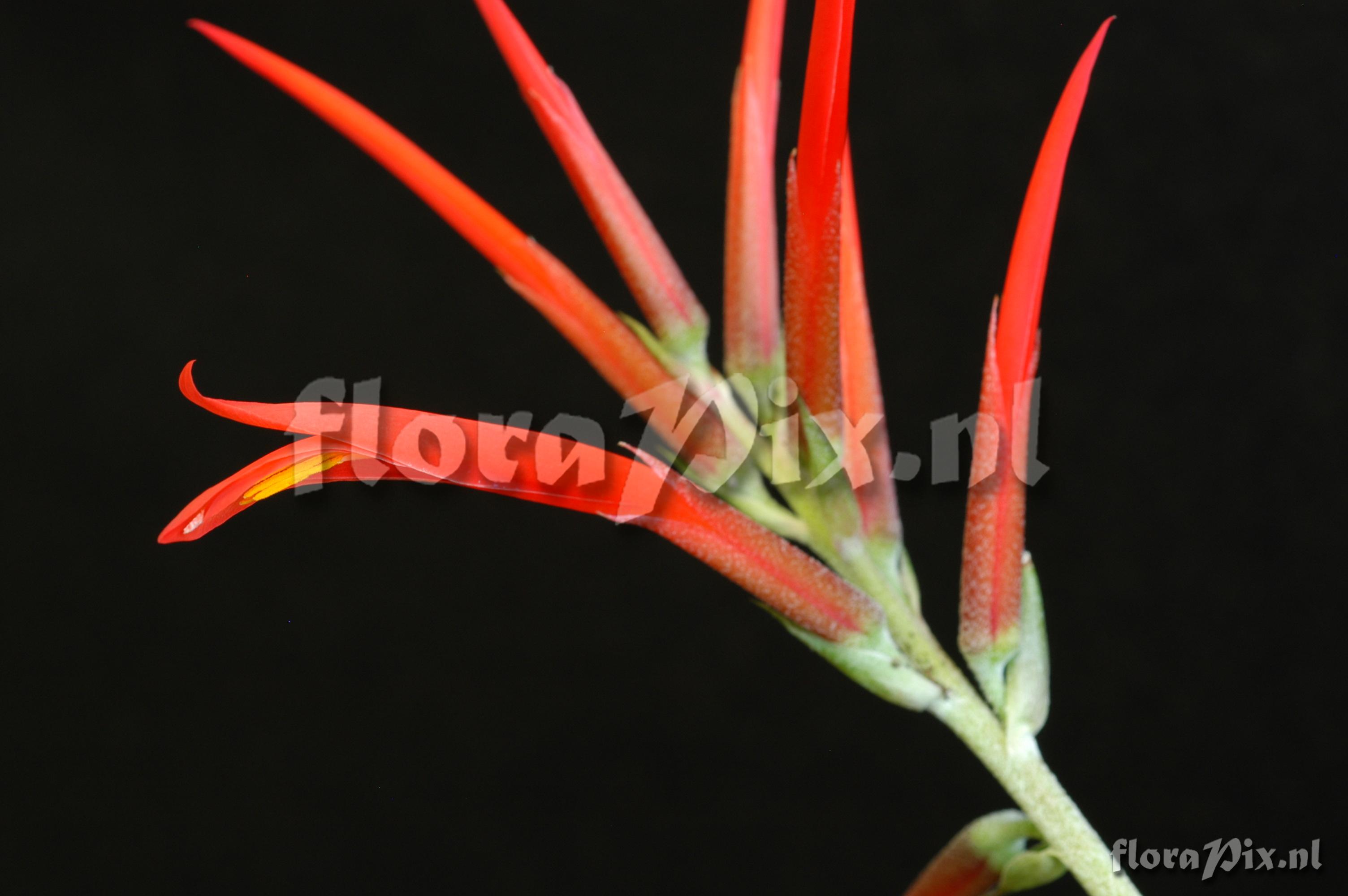 Pitcairnia riparia