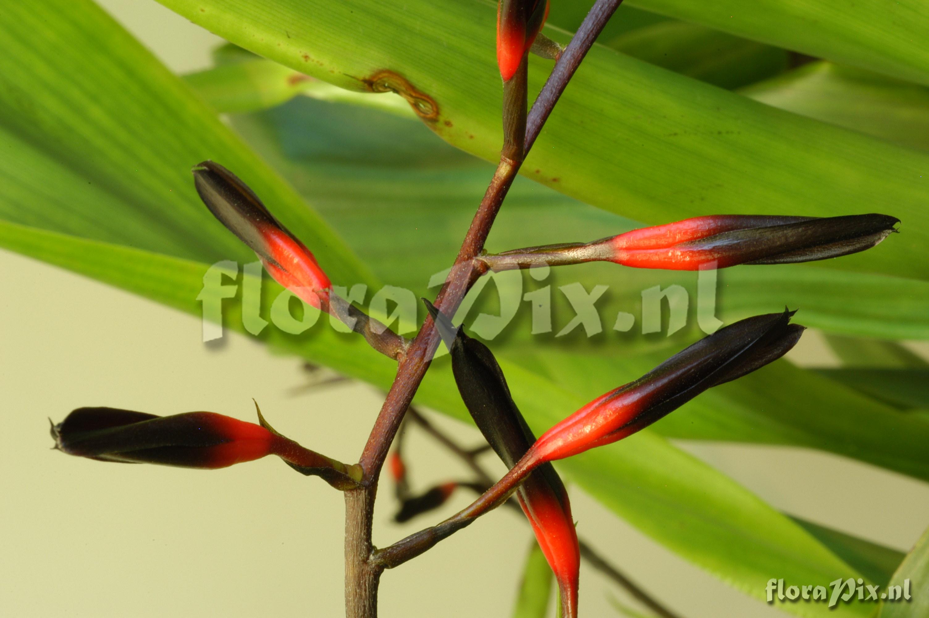 Pitcairnia rubronigriflora