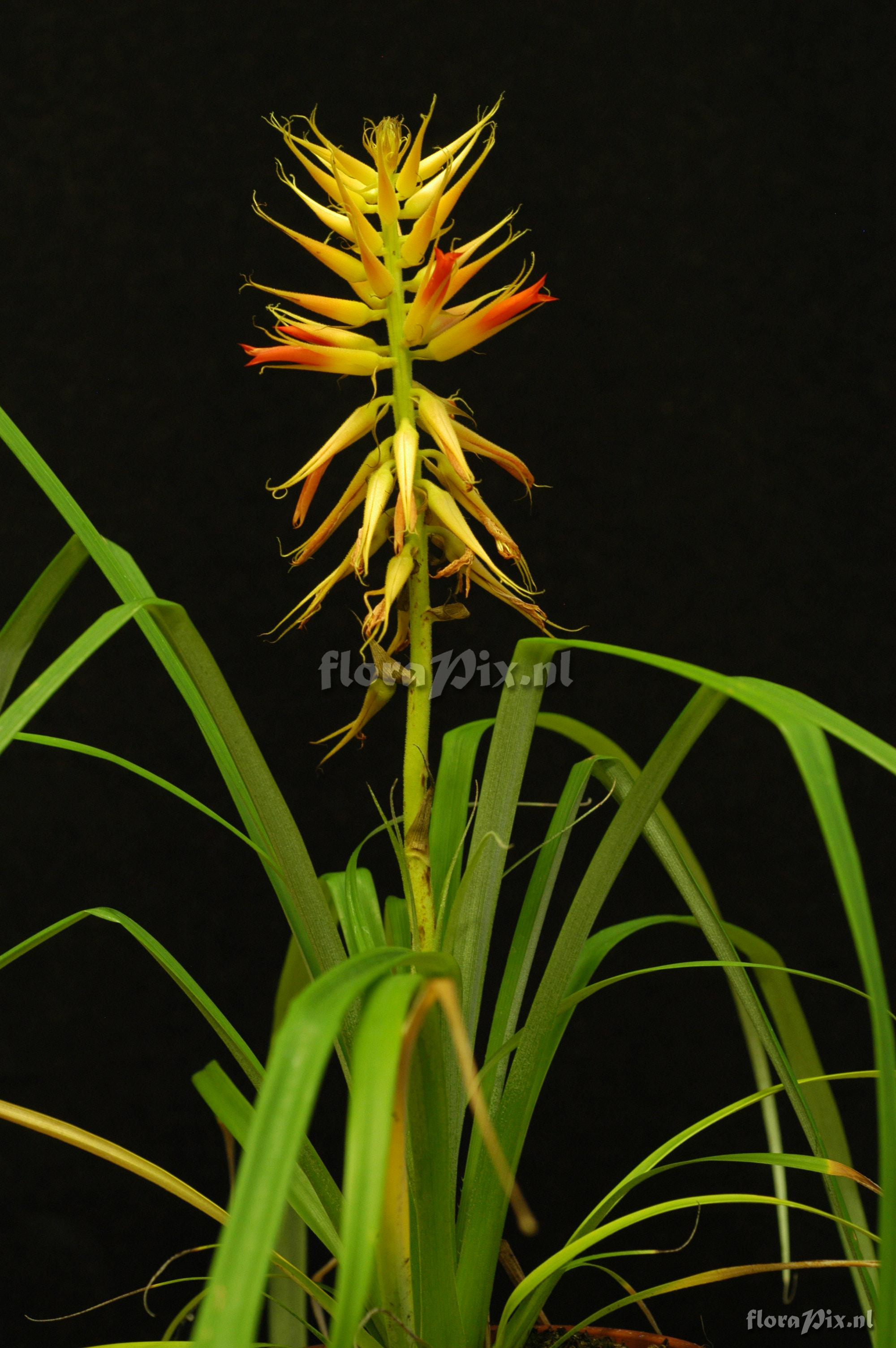 Pitcairnia sp.nov.