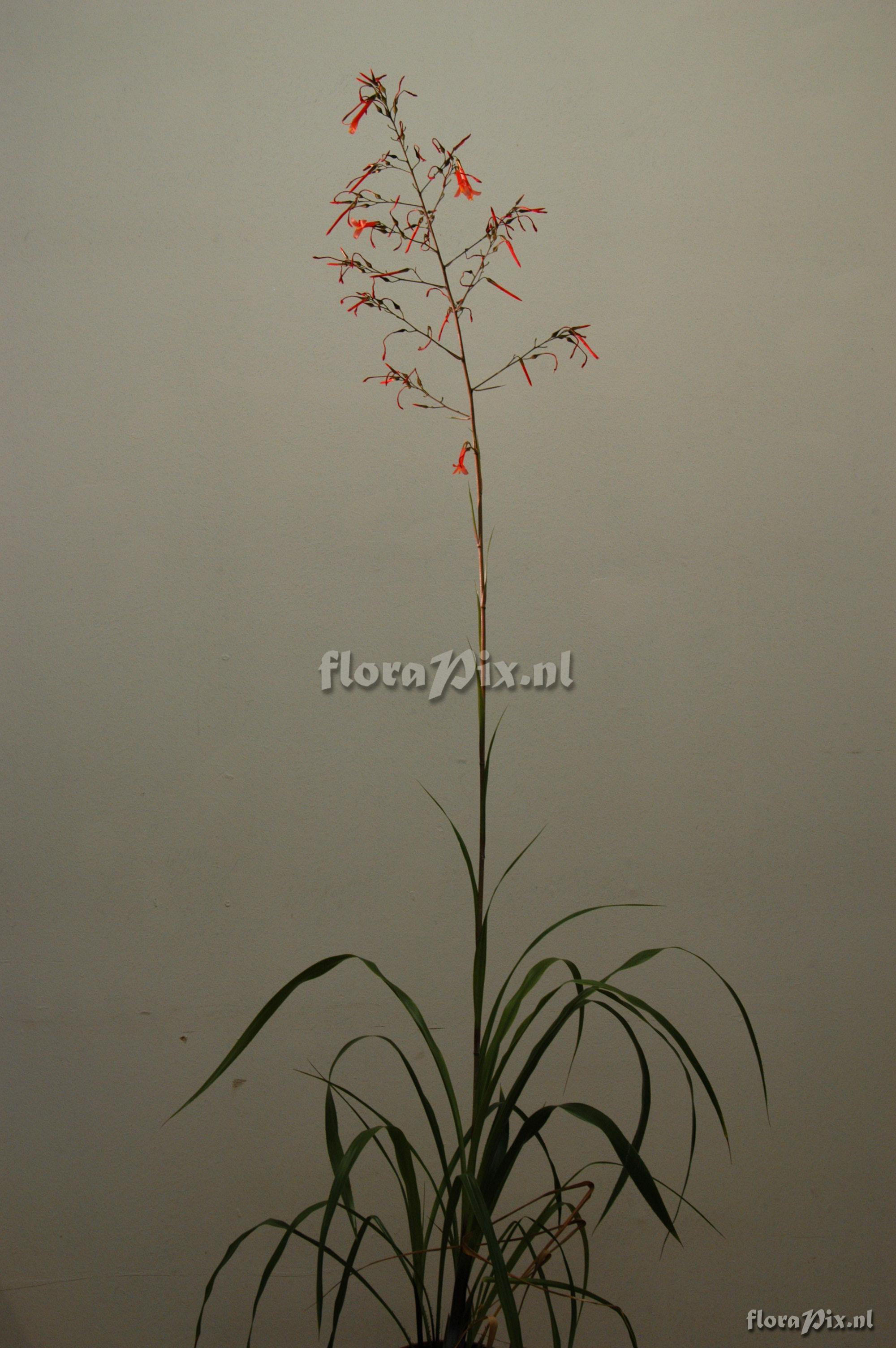 Pitcairnia tarapotensis