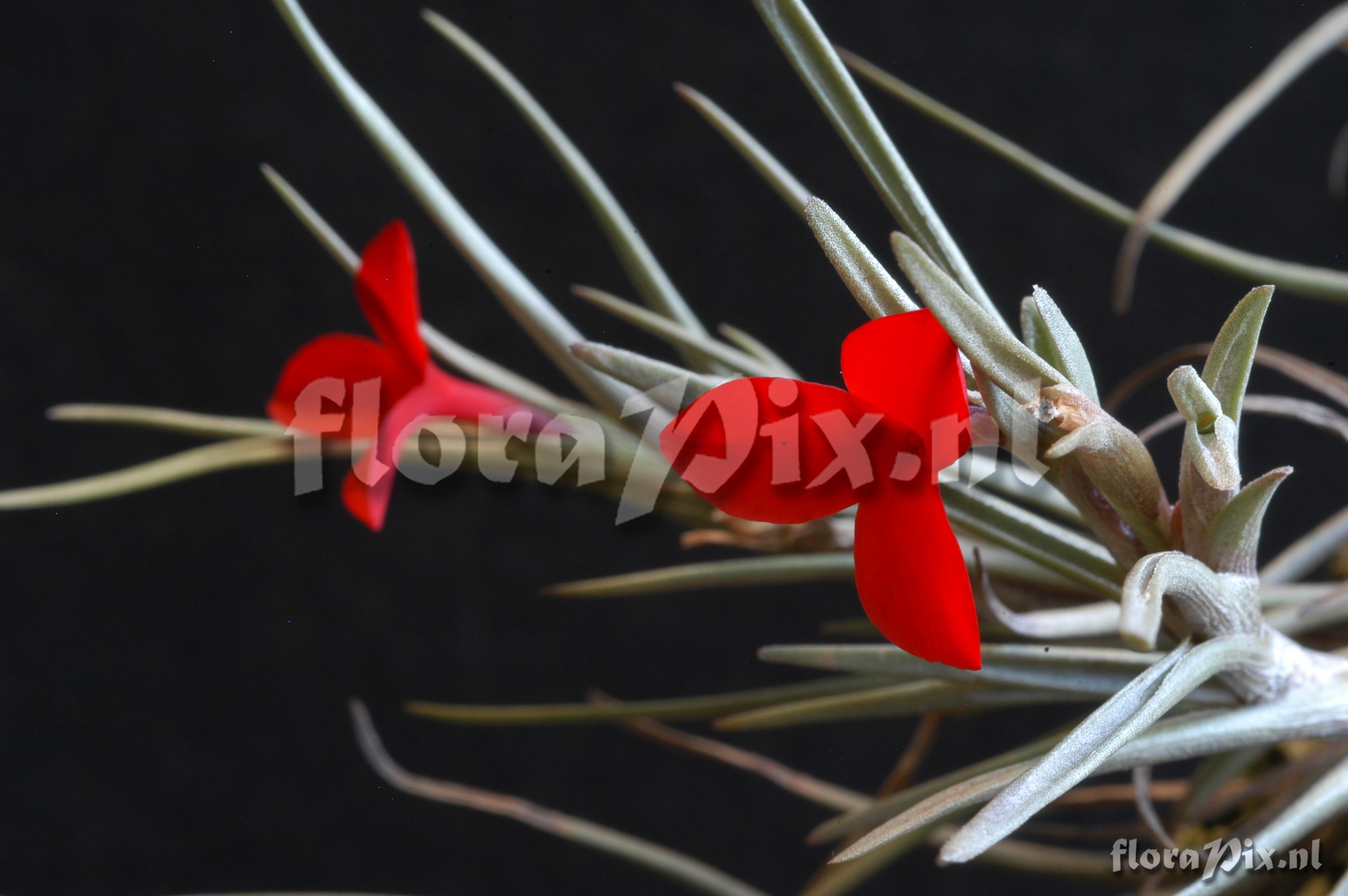 Tillandsia albertiana