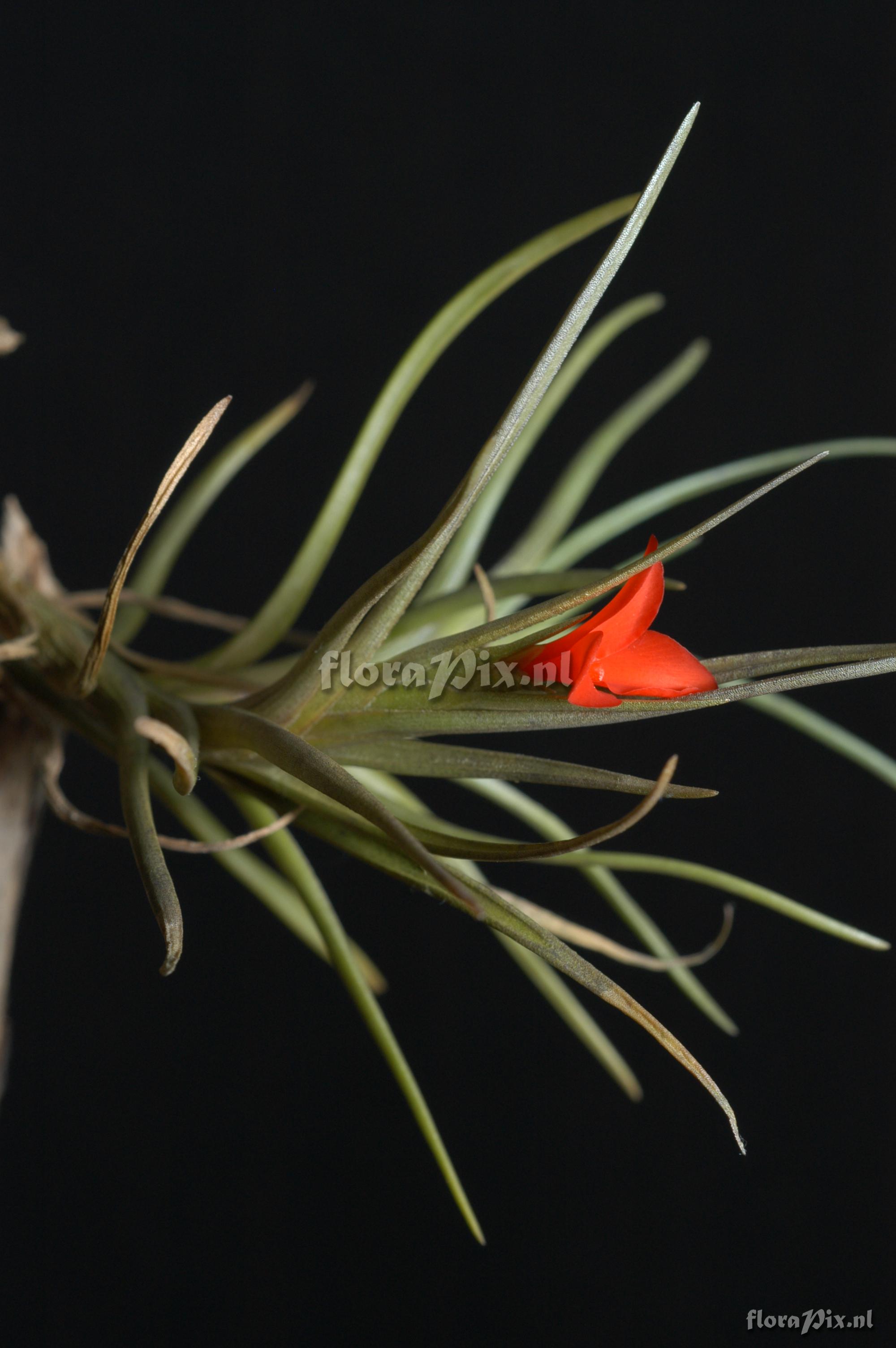 Tillandsia albertiana