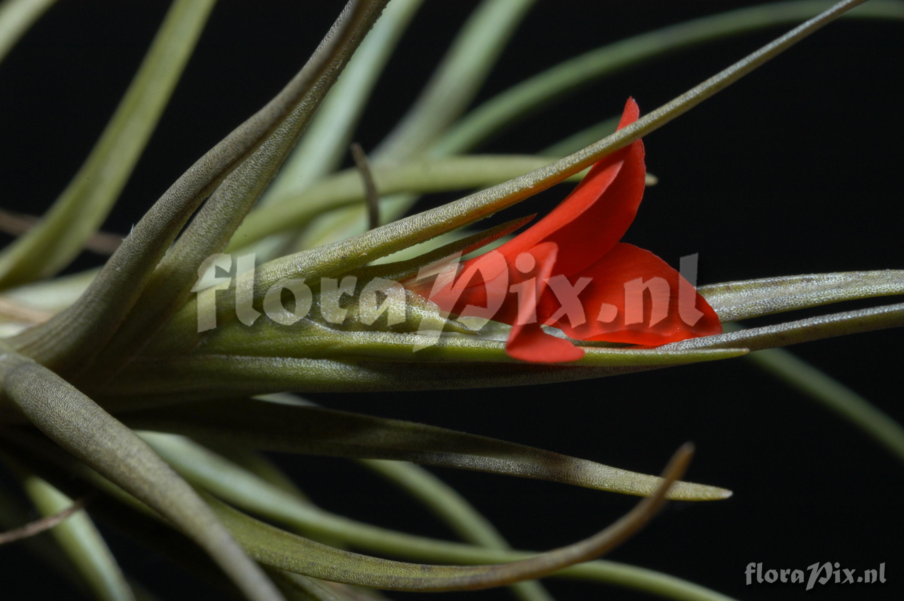 Tillandsia albertiana