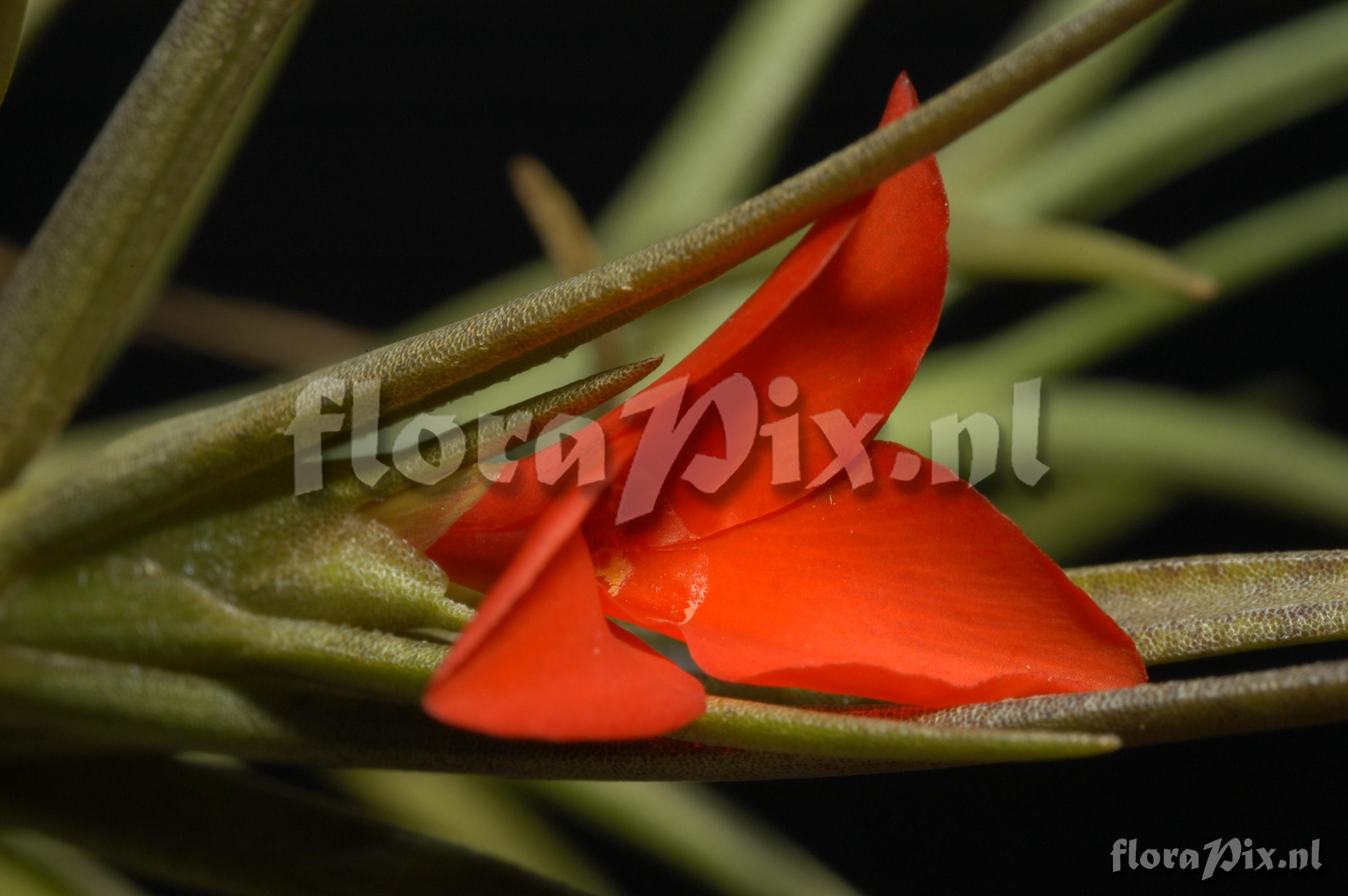 Tillandsia albertiana