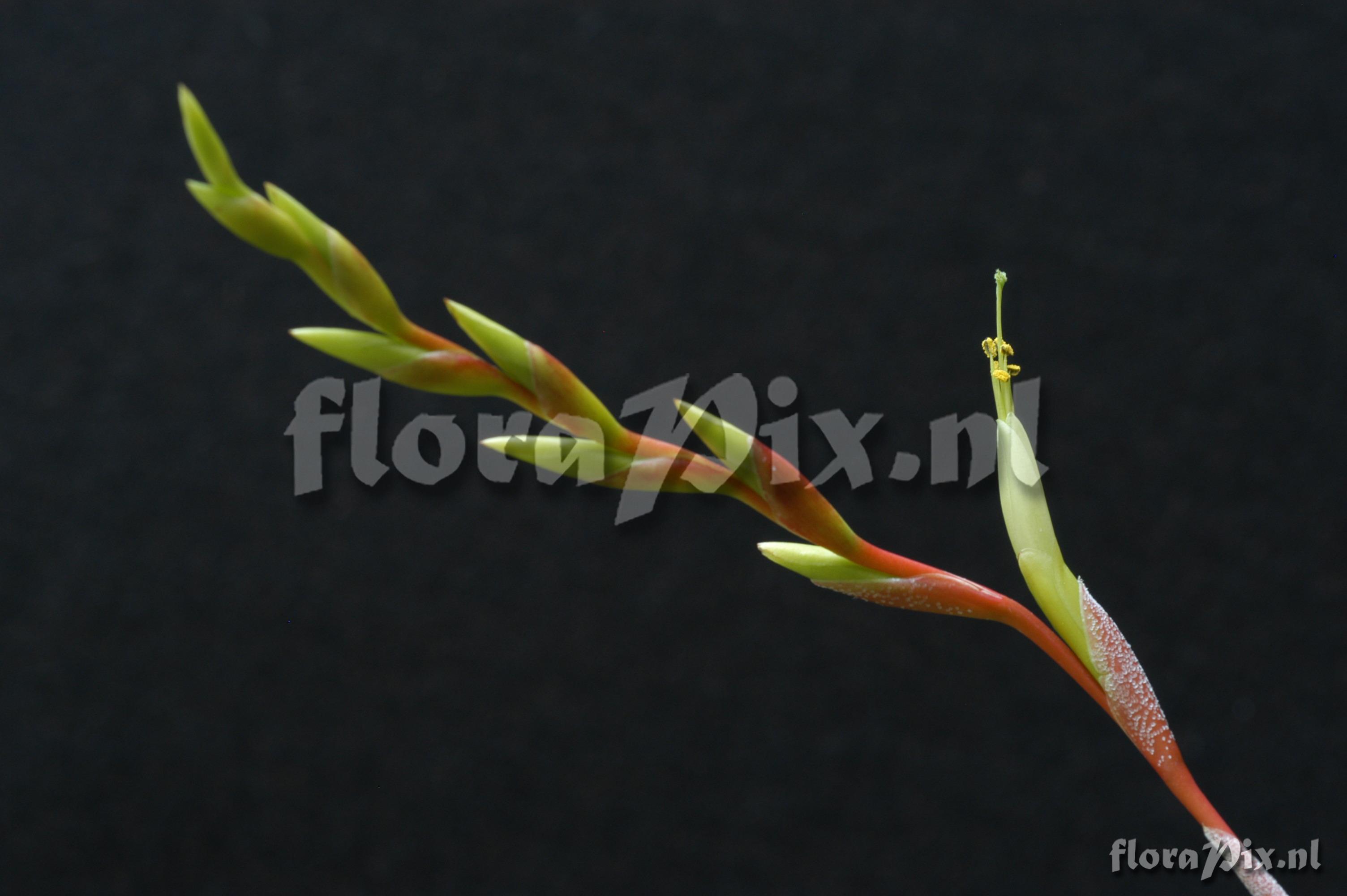 Tillandsia albida