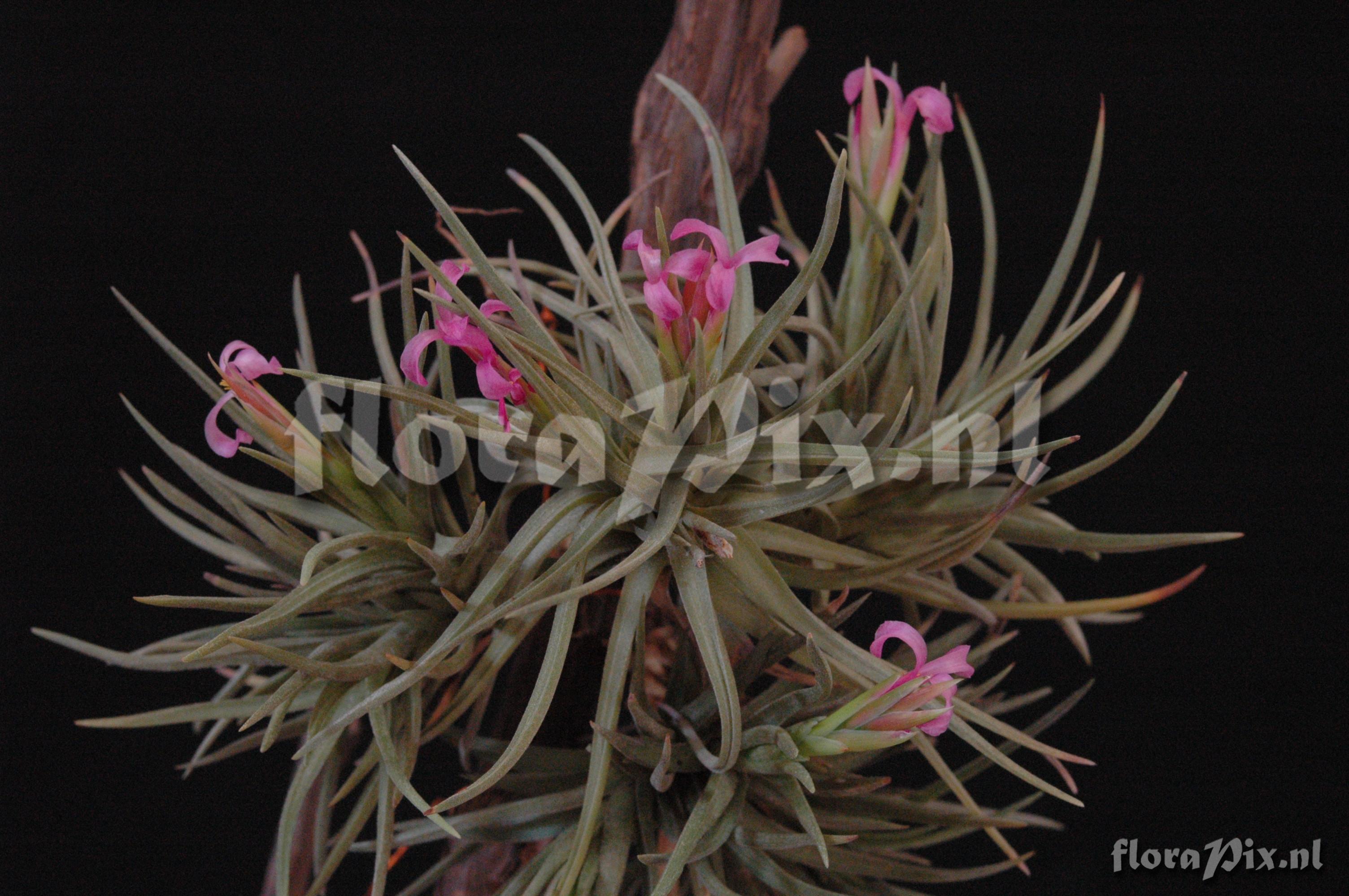 Tillandsia duratii