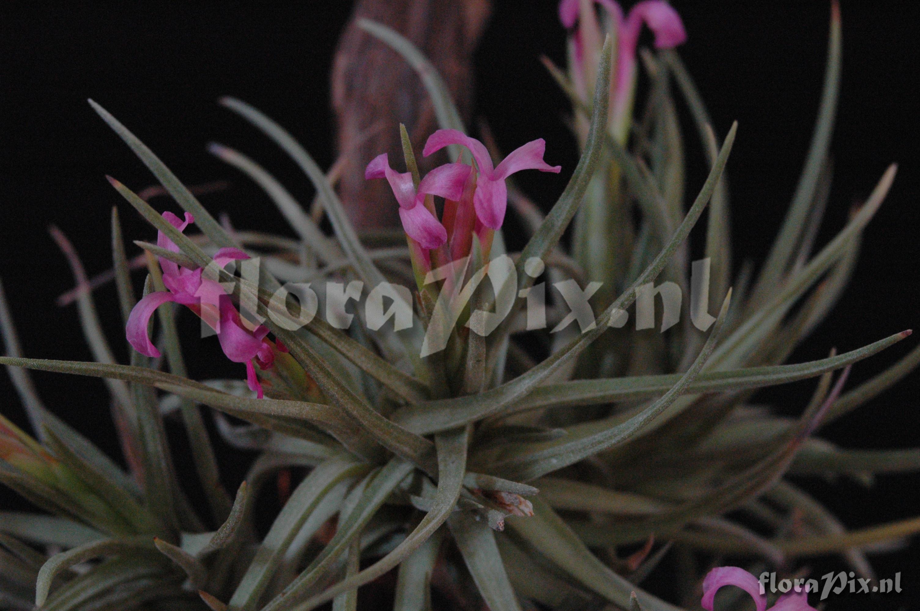 Tillandsia tenuifolia