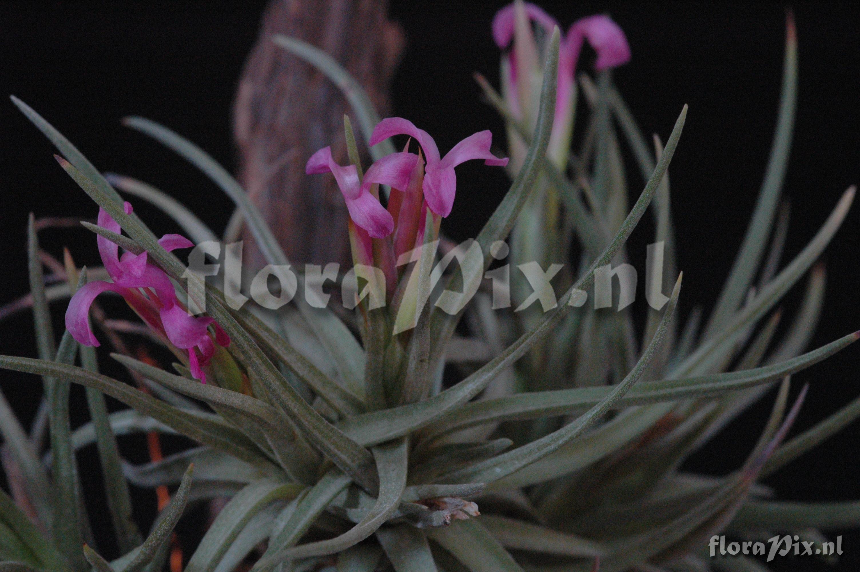 Tillandsia tenuifolia