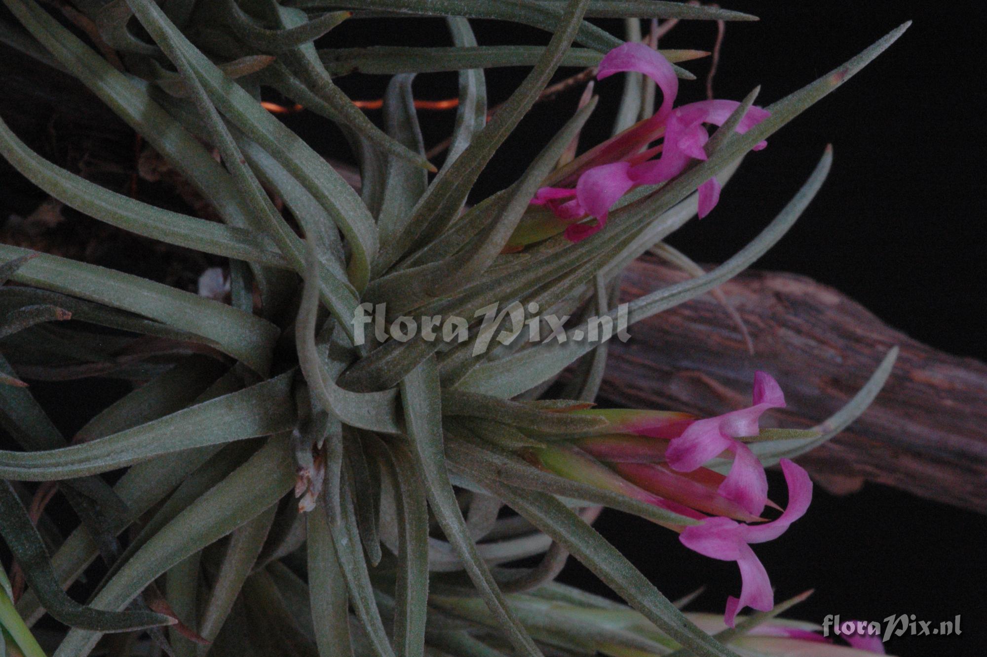 Tillandsia duratii