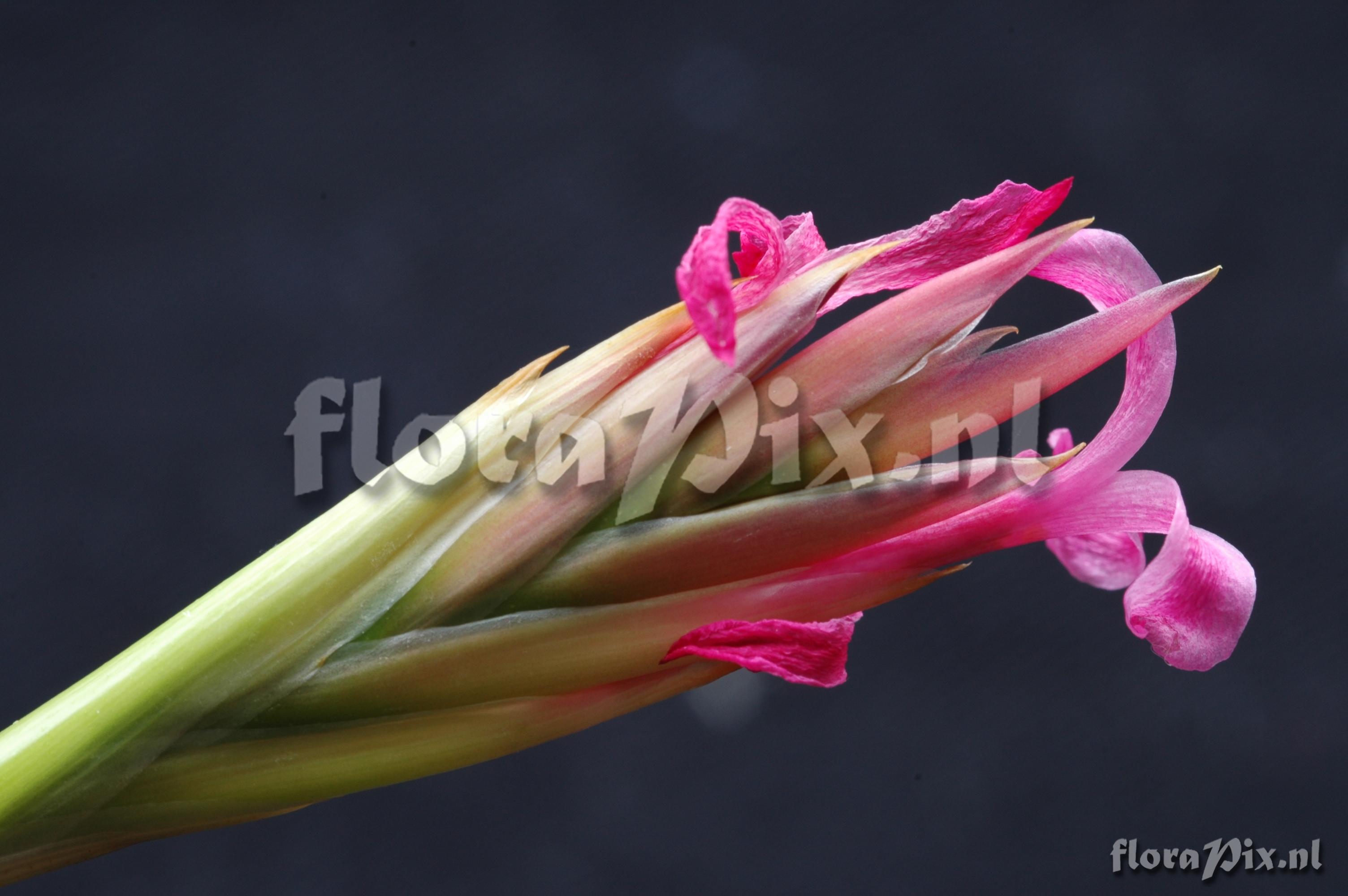 Tillandsia duratii