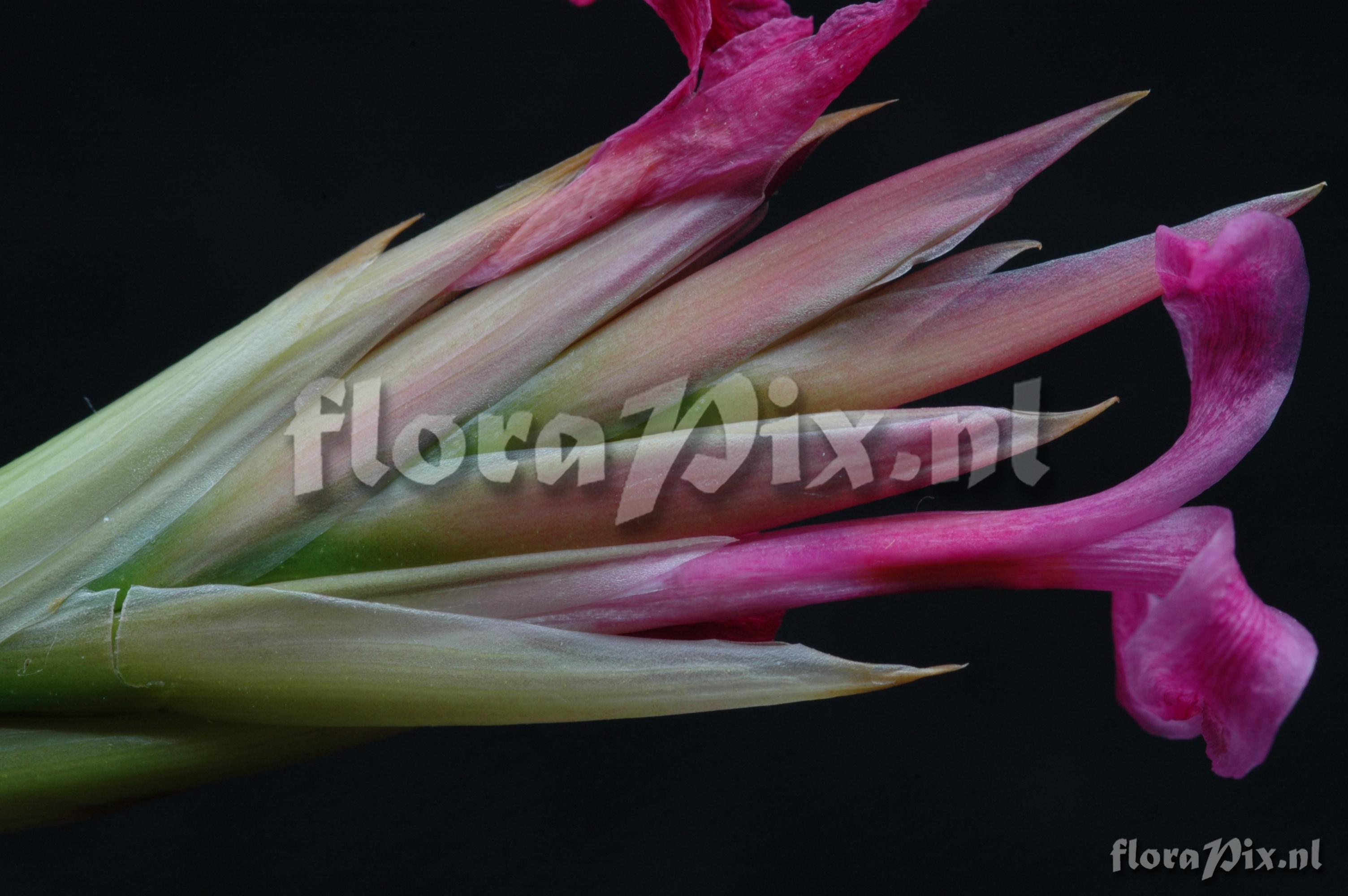 Tillandsia tenuifolia