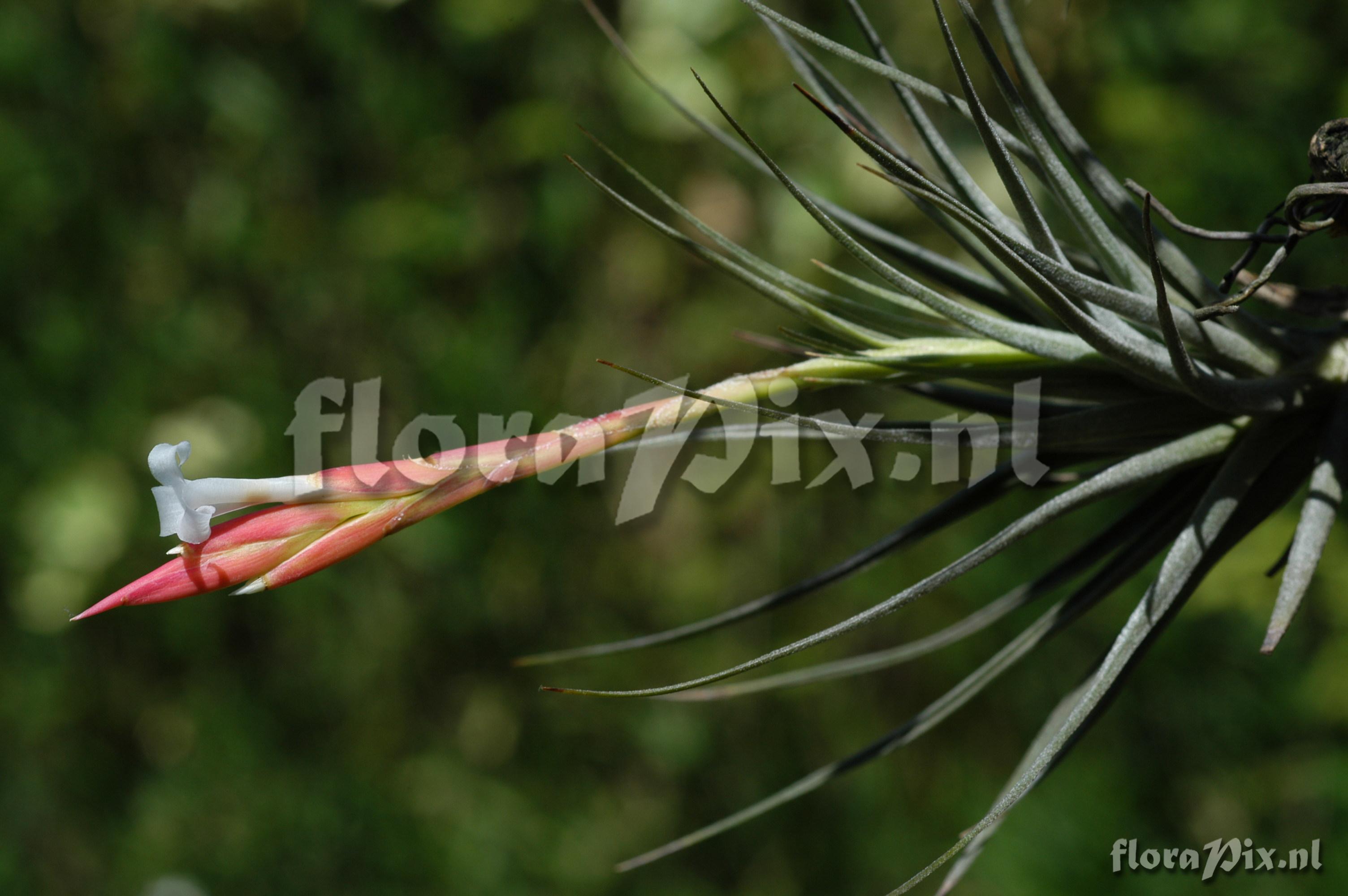 Tillandsia