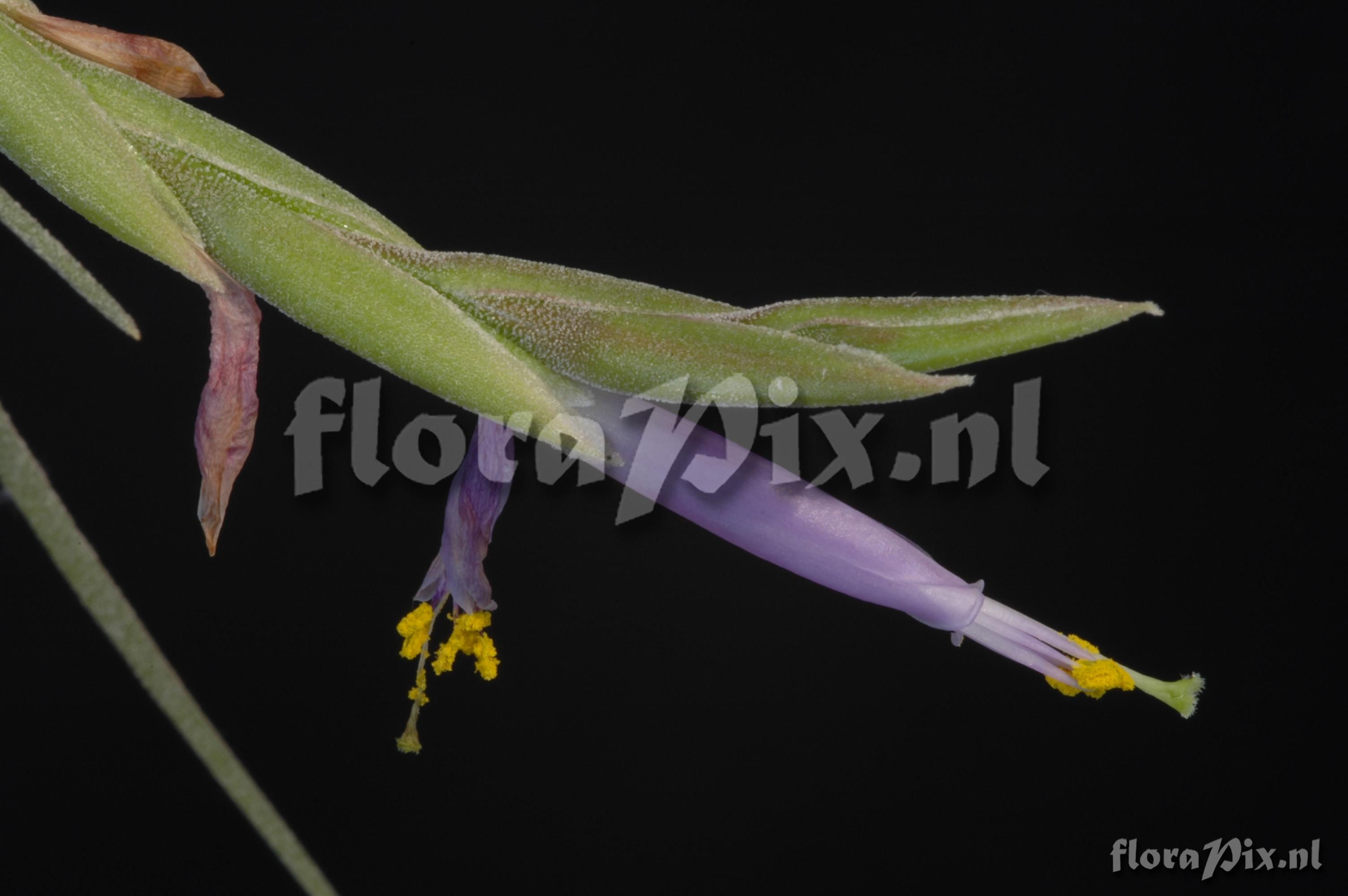 Tillandsia baileyi