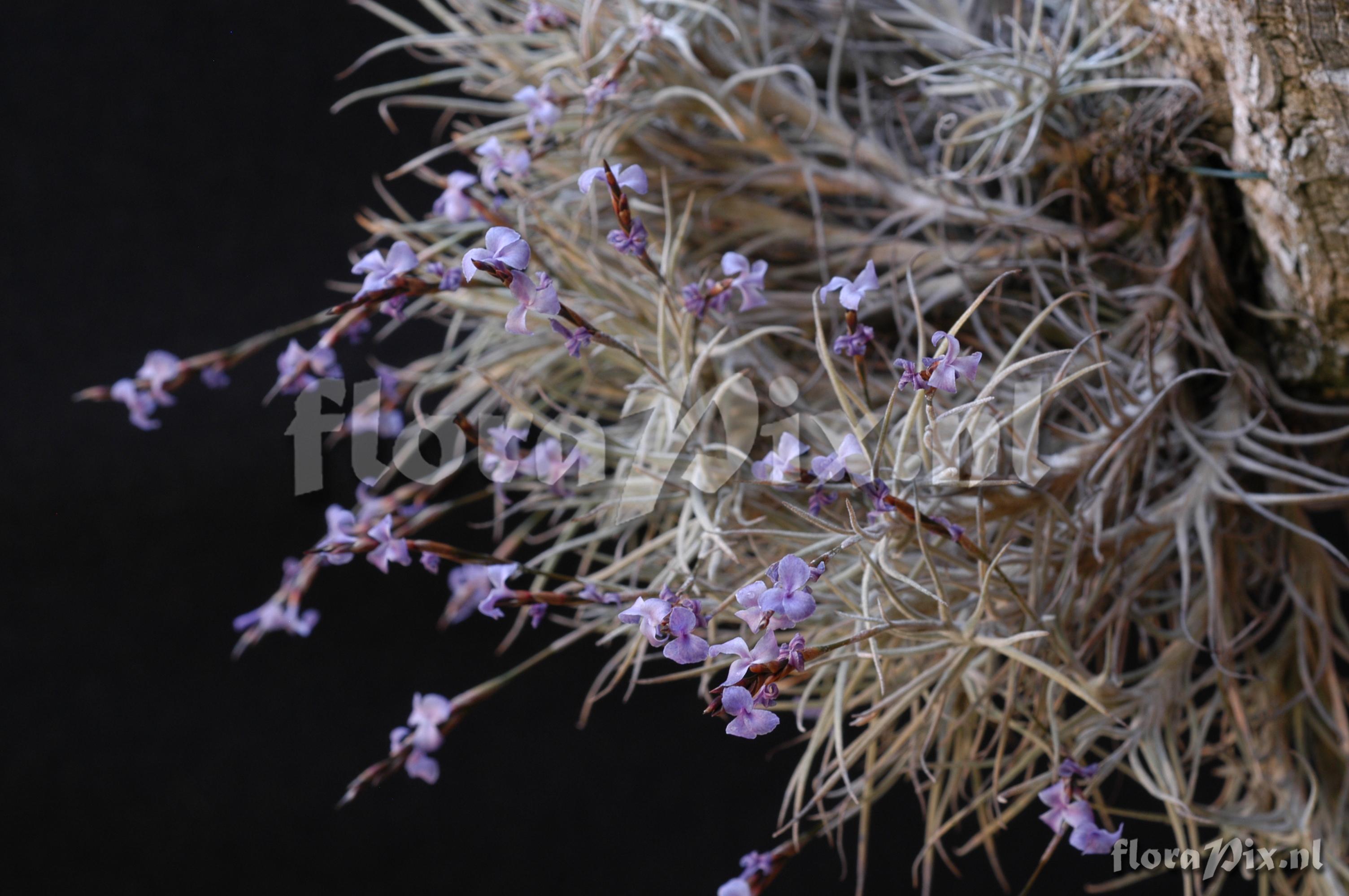 Tillandsia bandensis