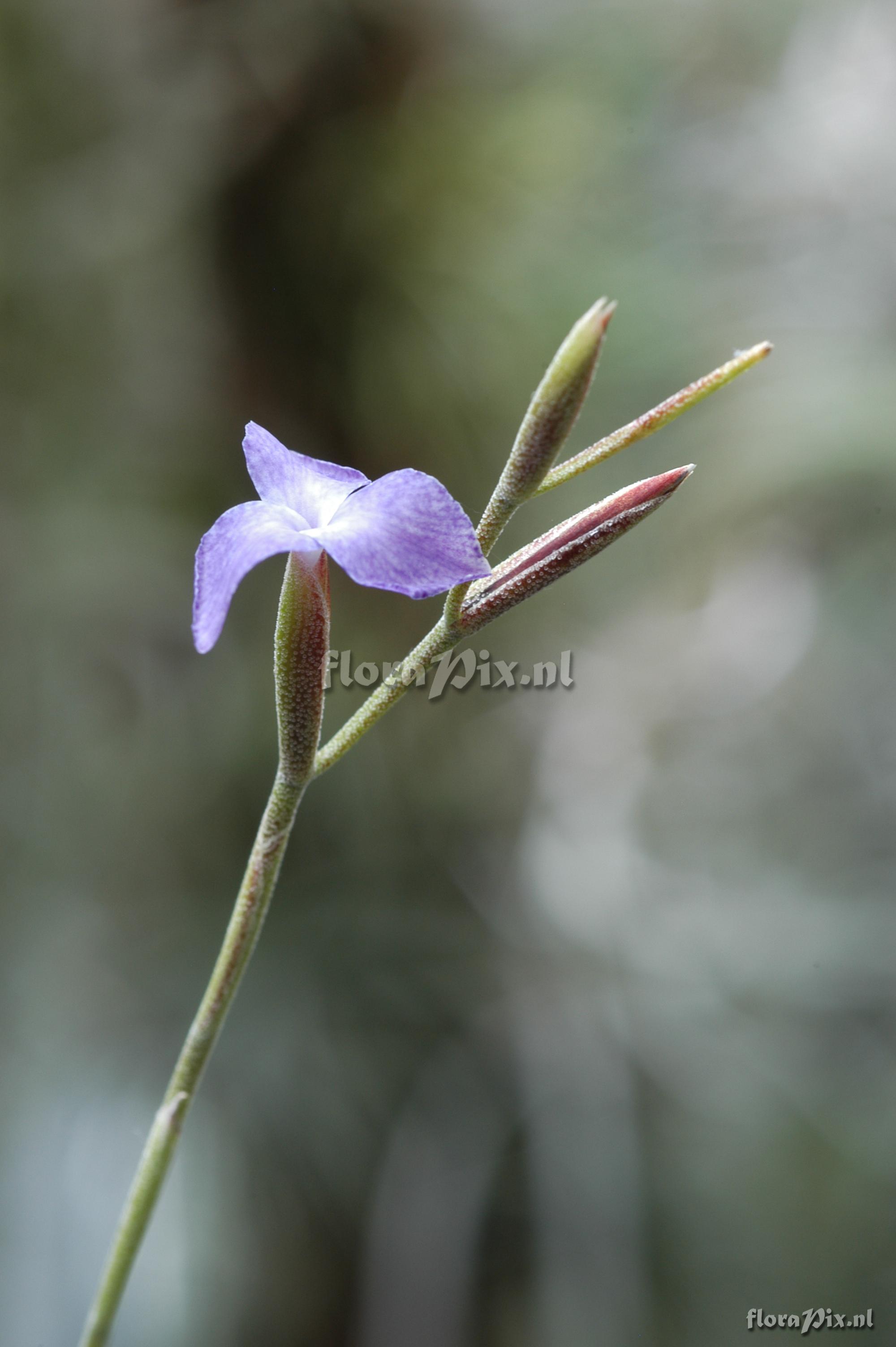 Tillandsia caerulea