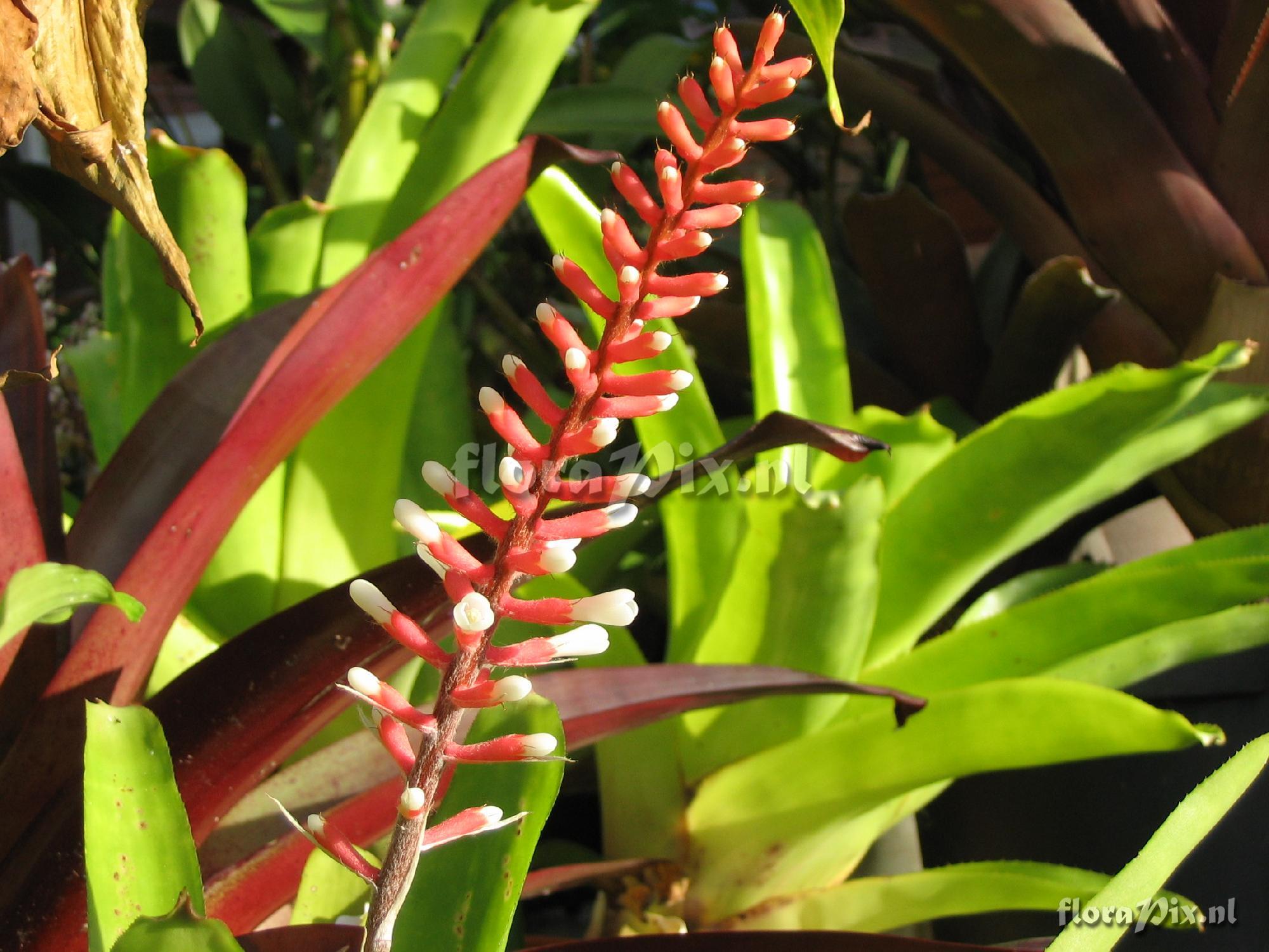 Aechmea gamosepala v. nivea