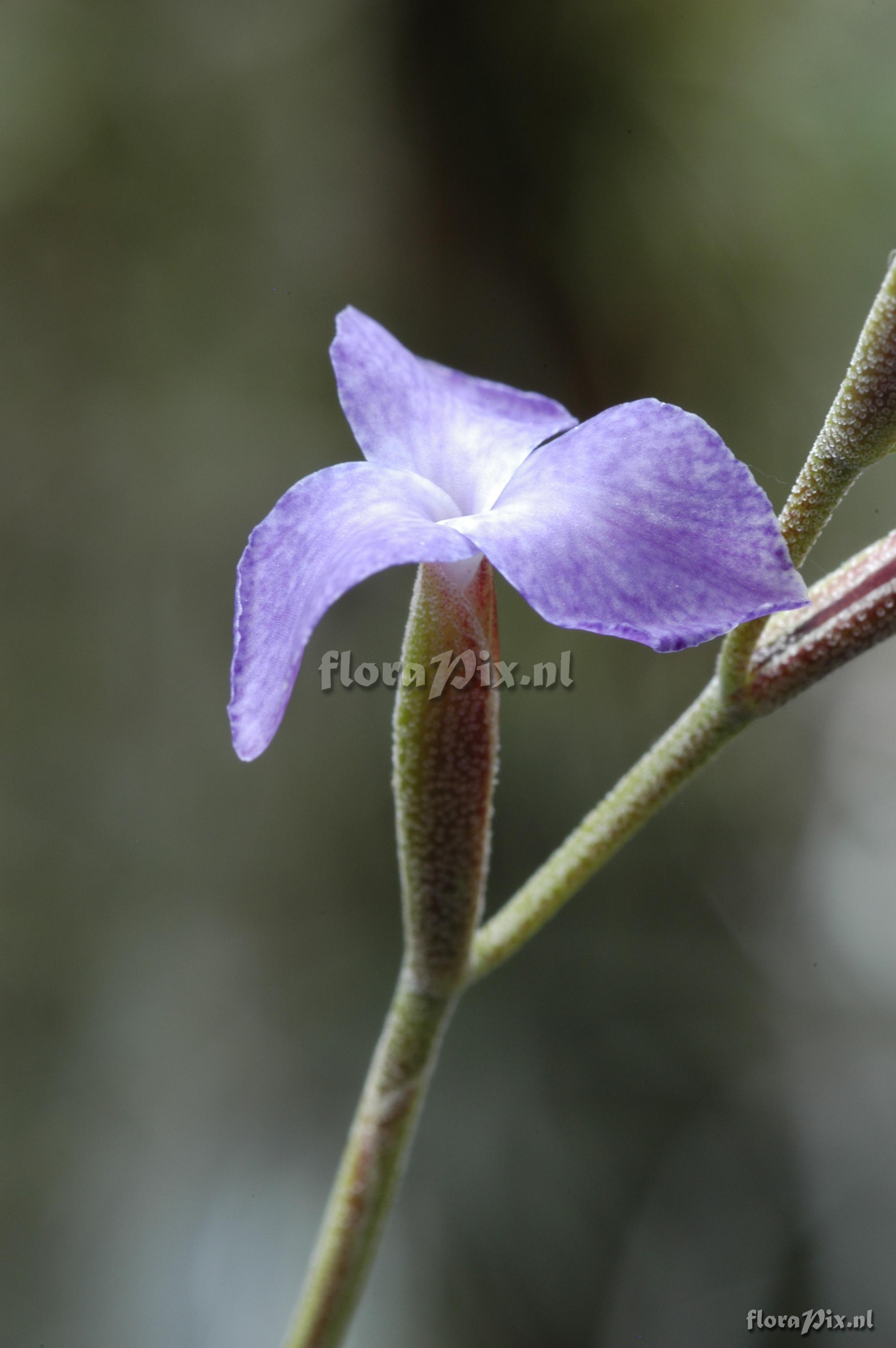 Tillandsia caerulea