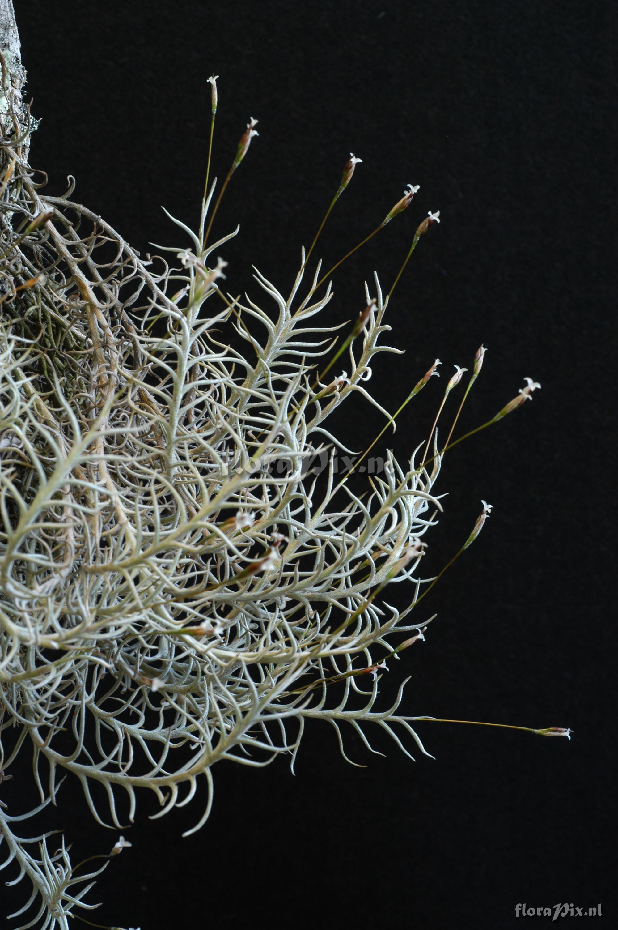 Tillandsia capillaris