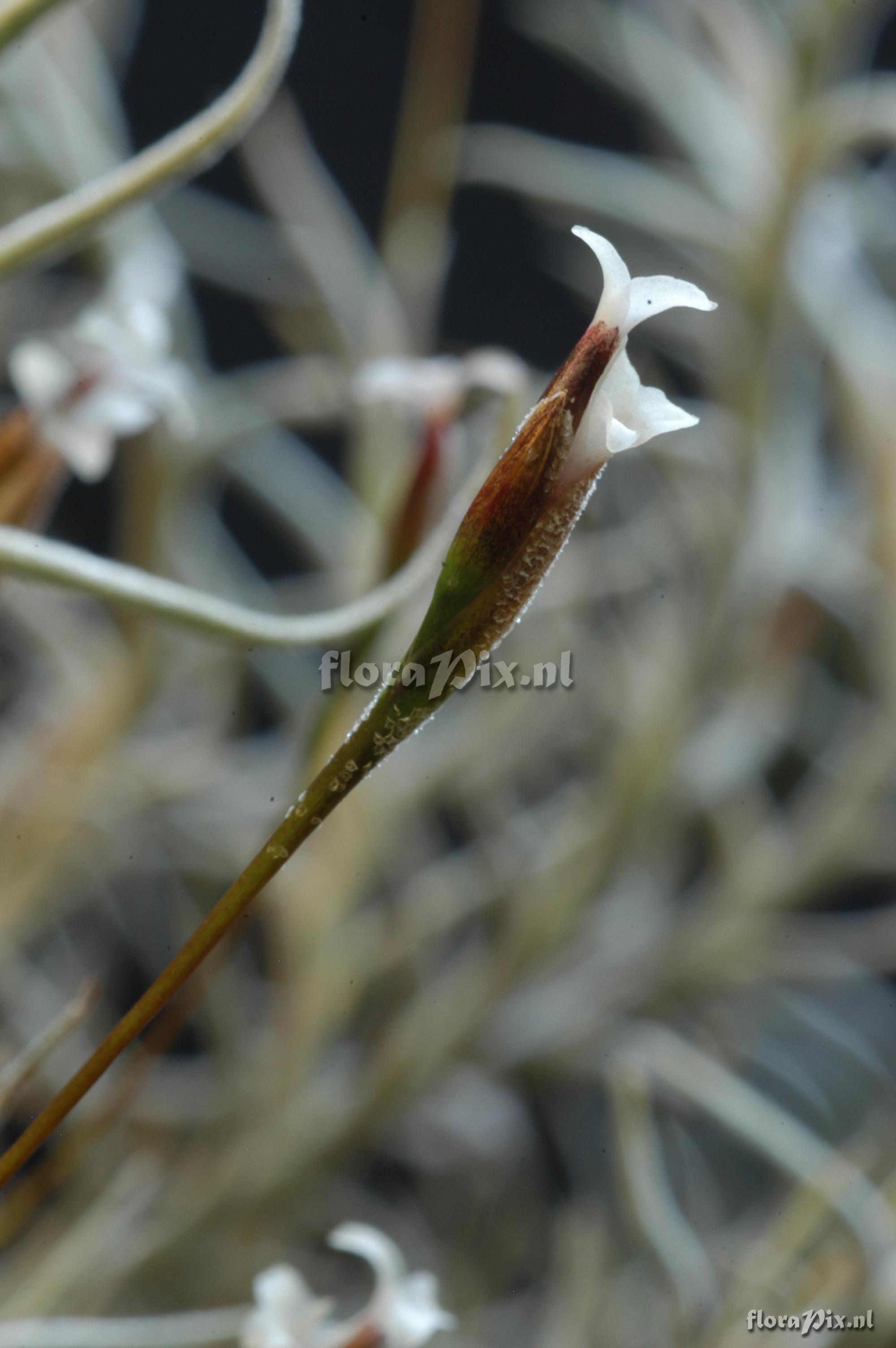 Tillandsia capillaris