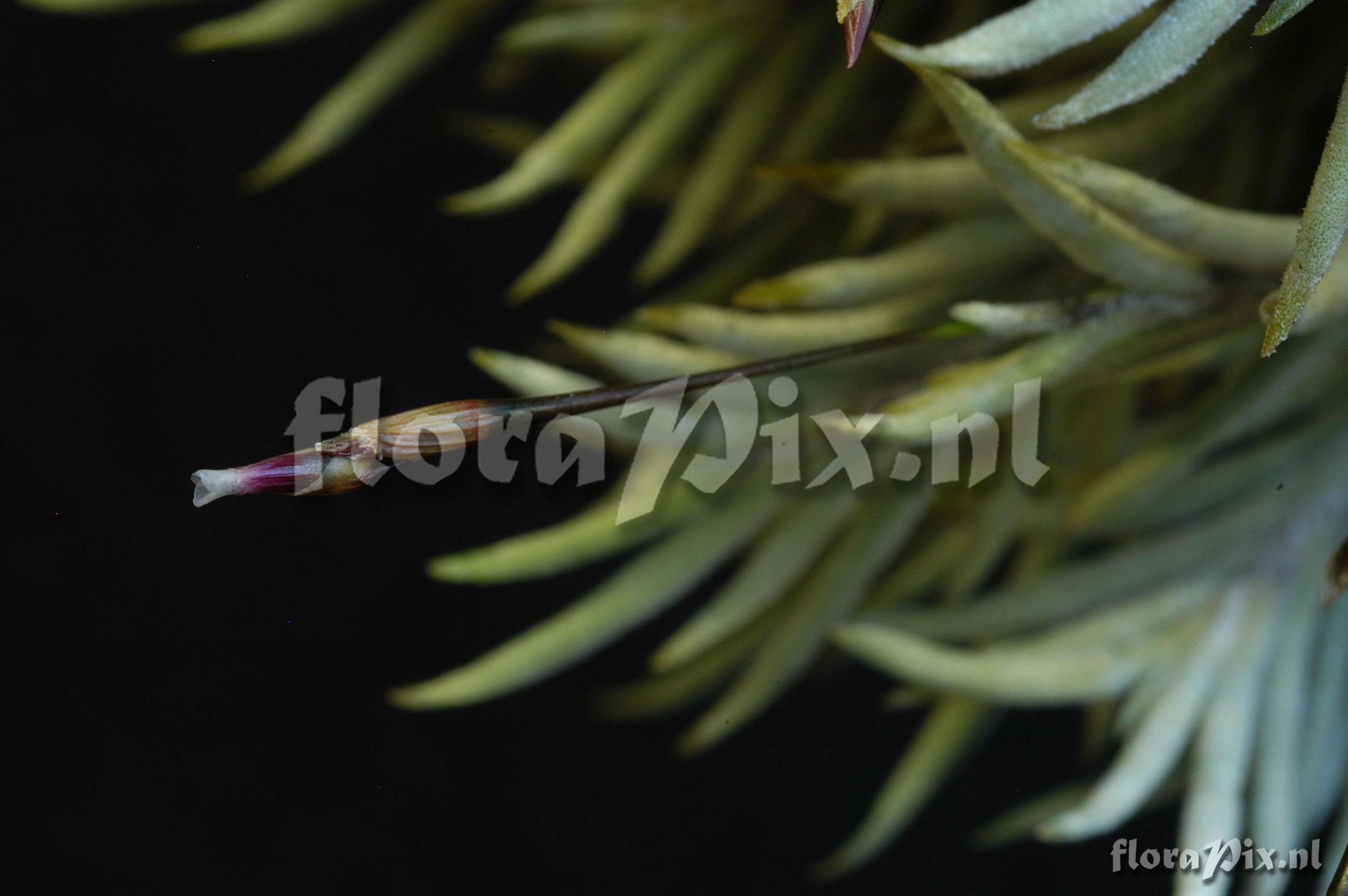 Tillandsia capillaris