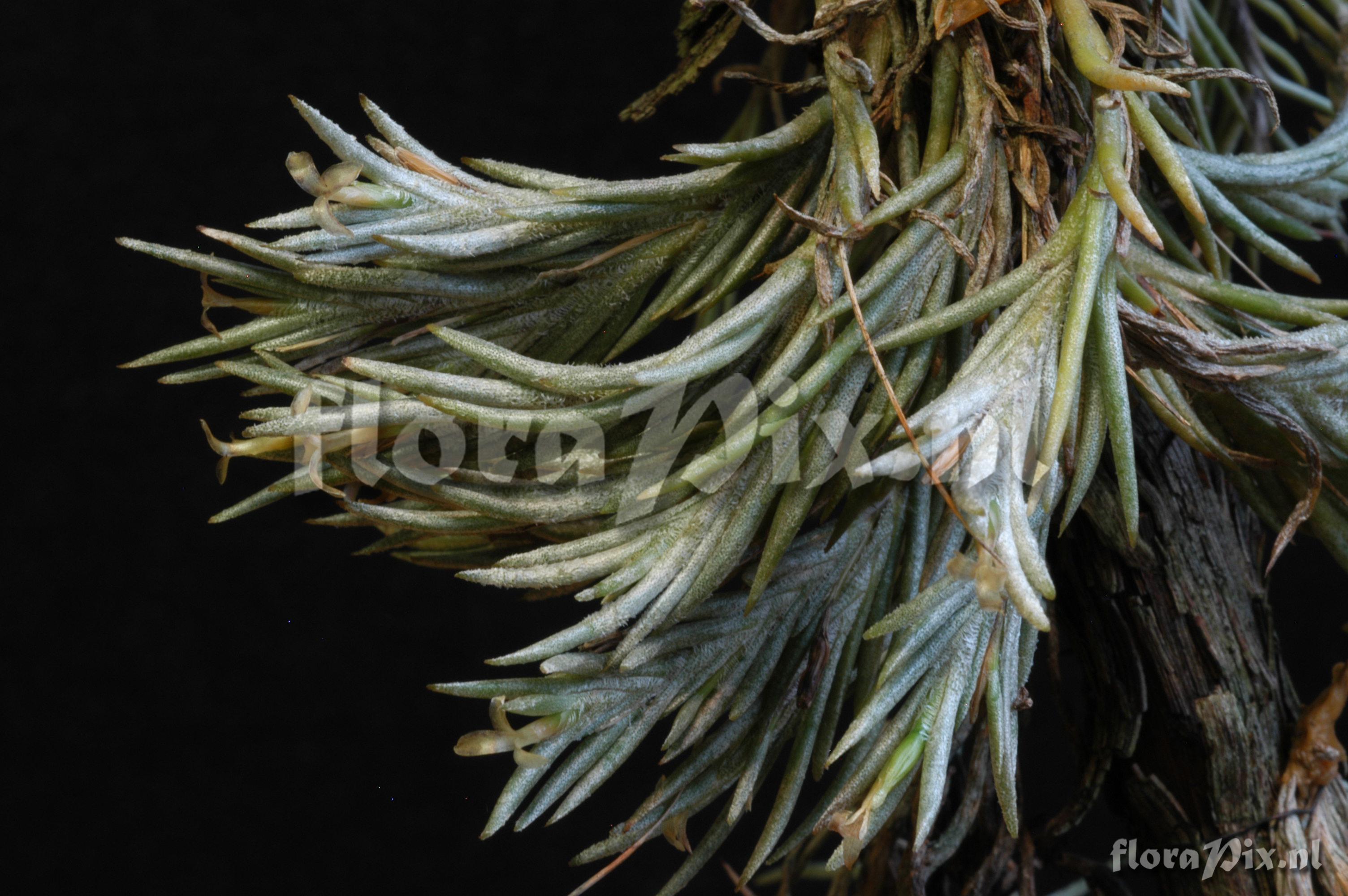 Tillandsia capillaris