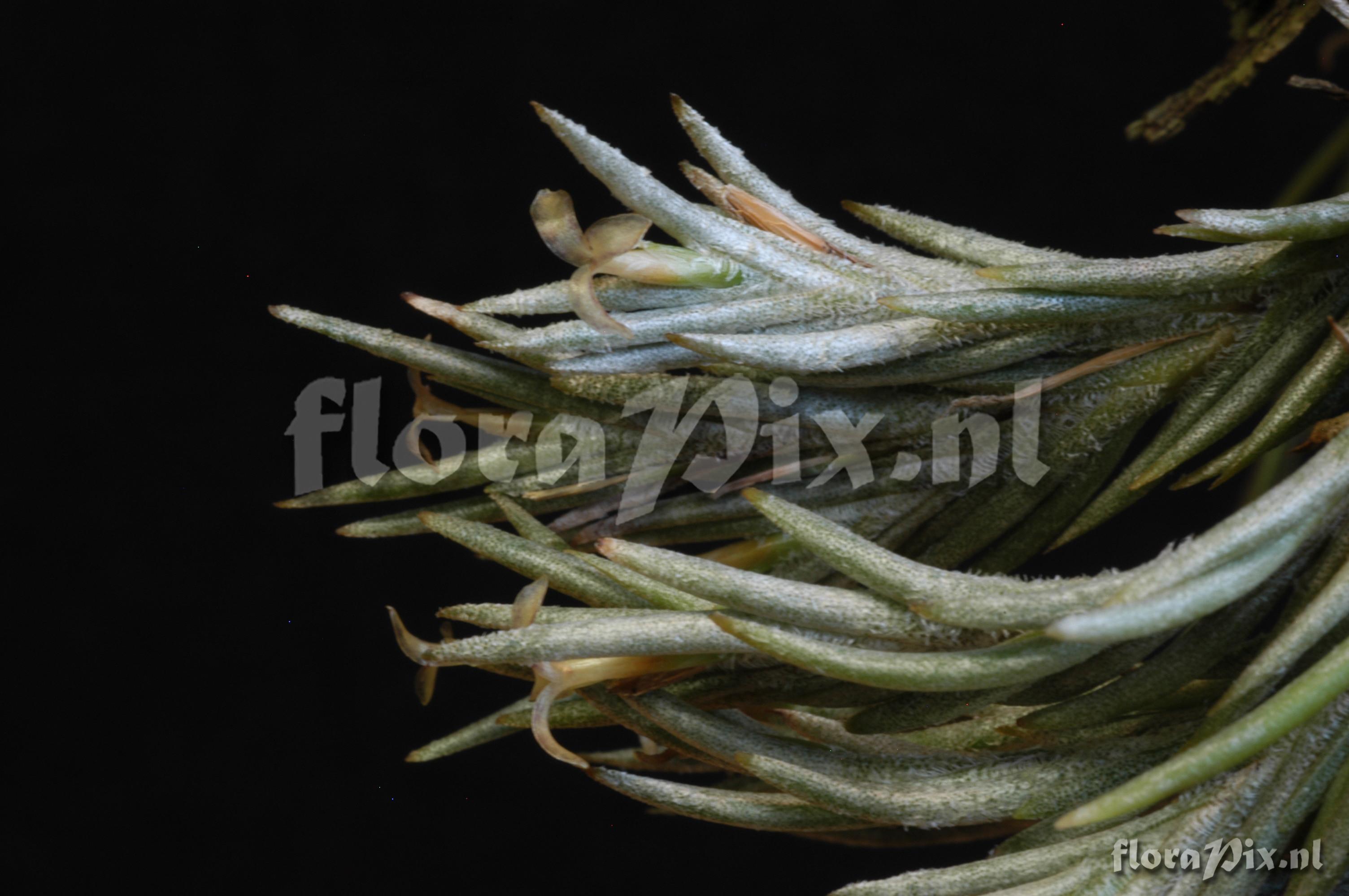 Tillandsia capillaris