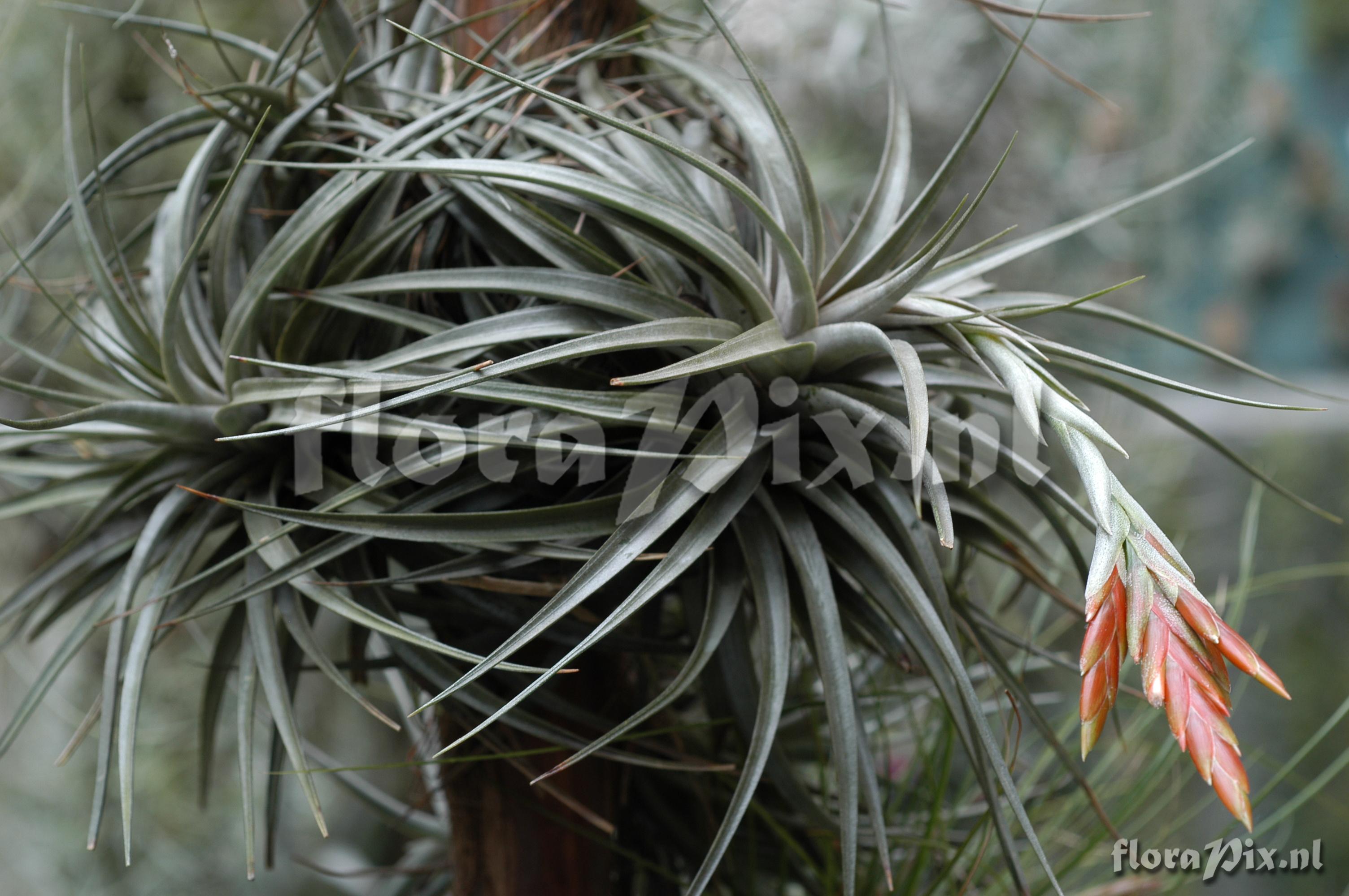 Tillandsia cf