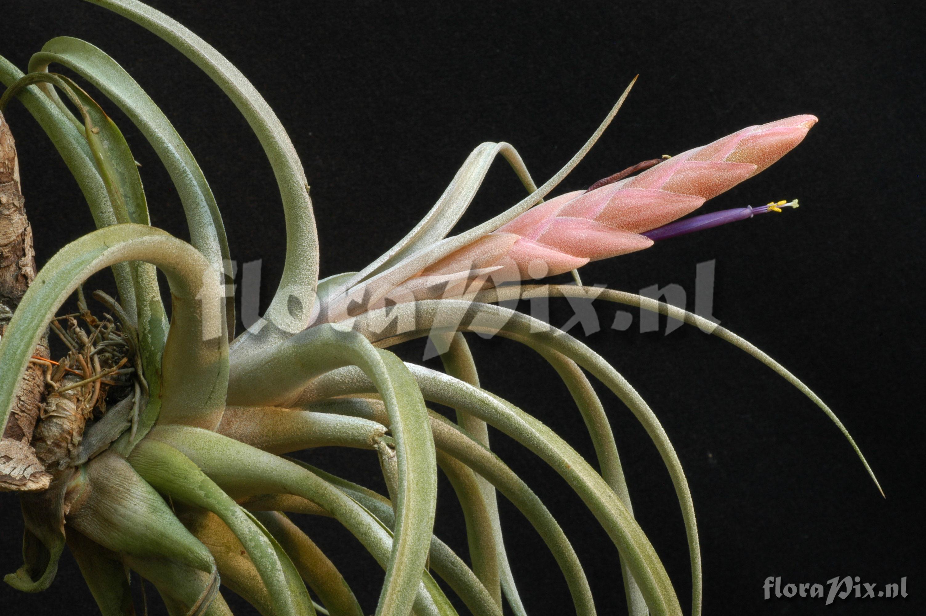 Fascicularia bicolor 1973GR00735