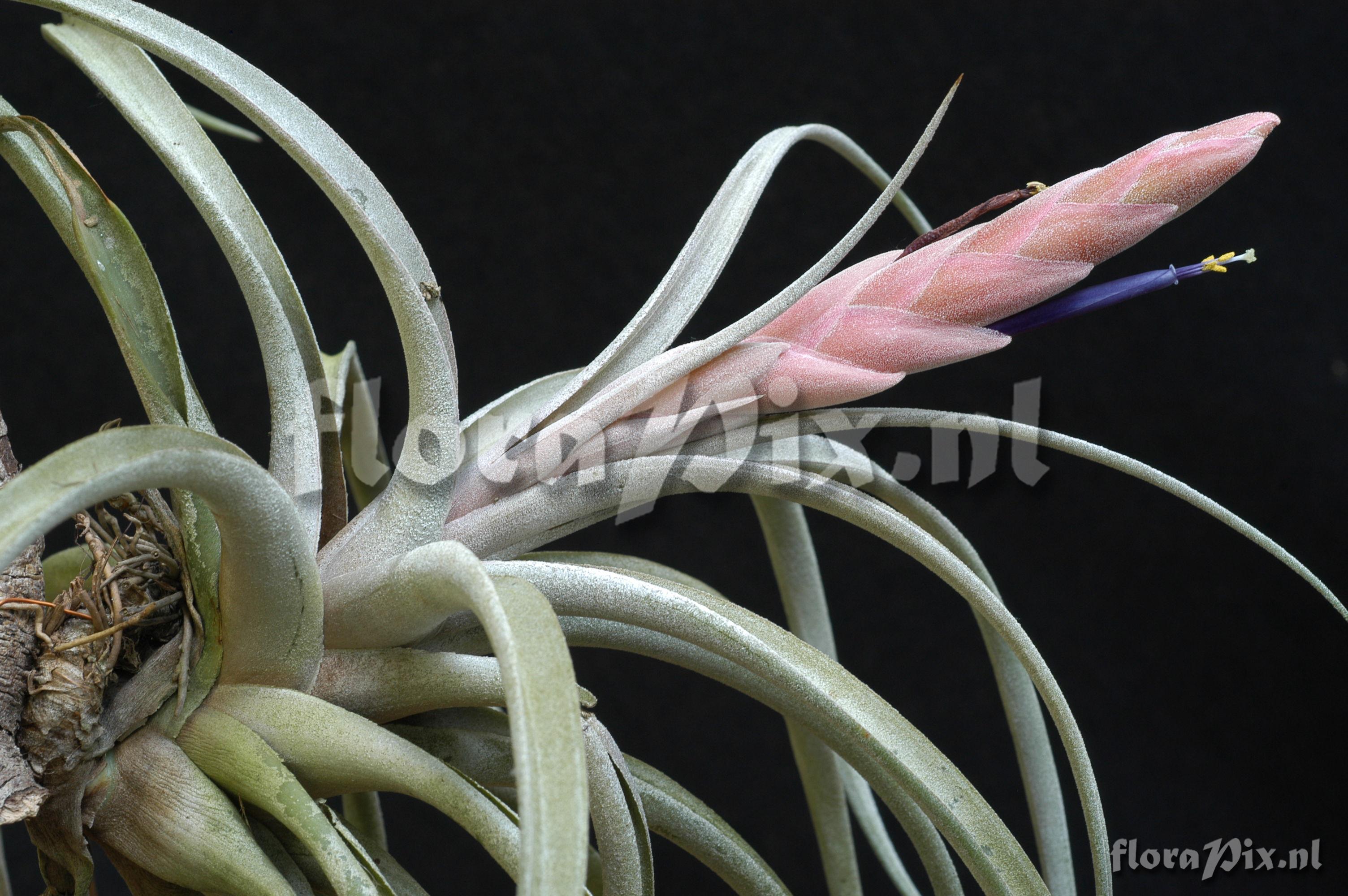 Tillandsia chiapensis