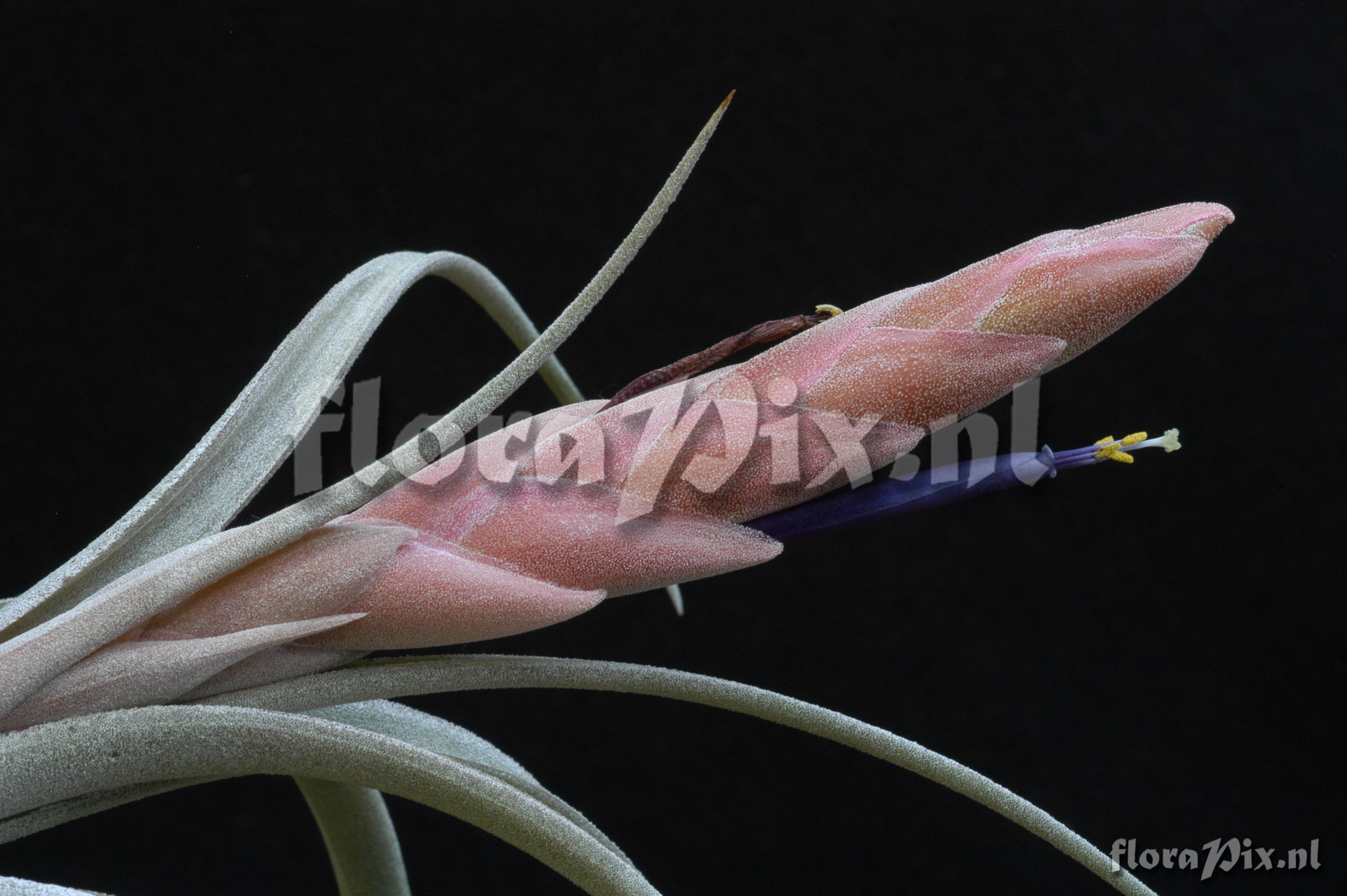 Tillandsia chiapensis