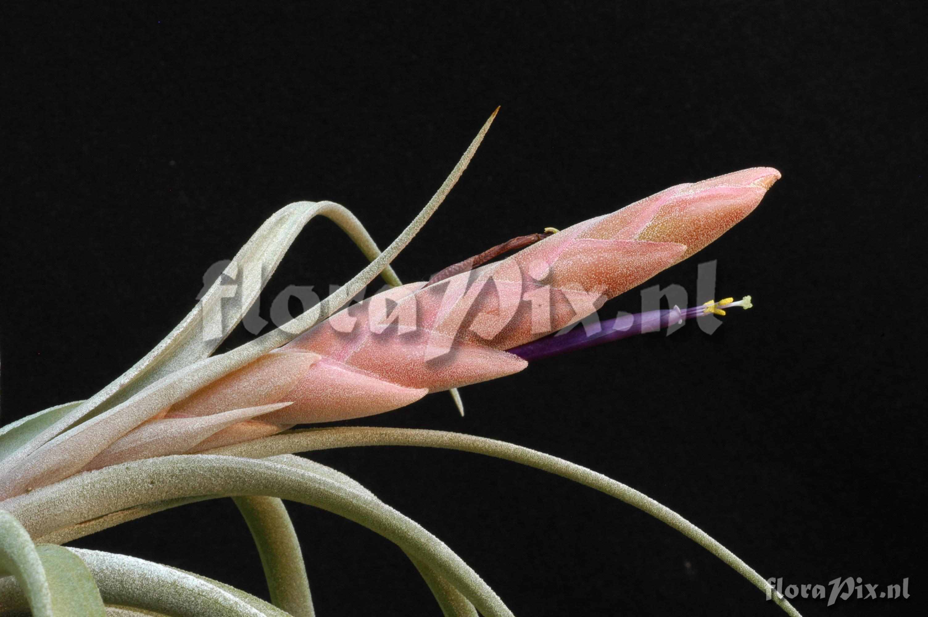 Tillandsia chiapensis EG263