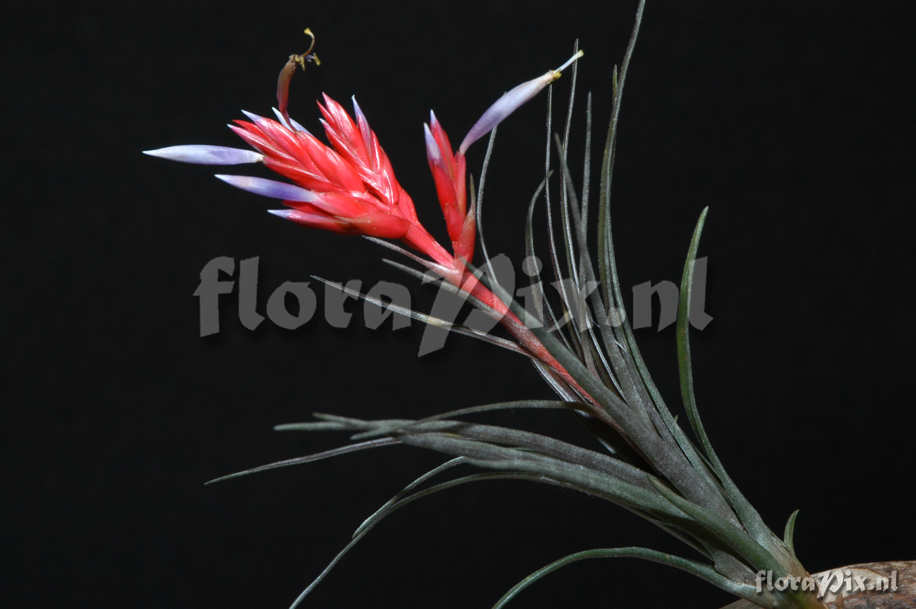 Tillandsia chlorophylla