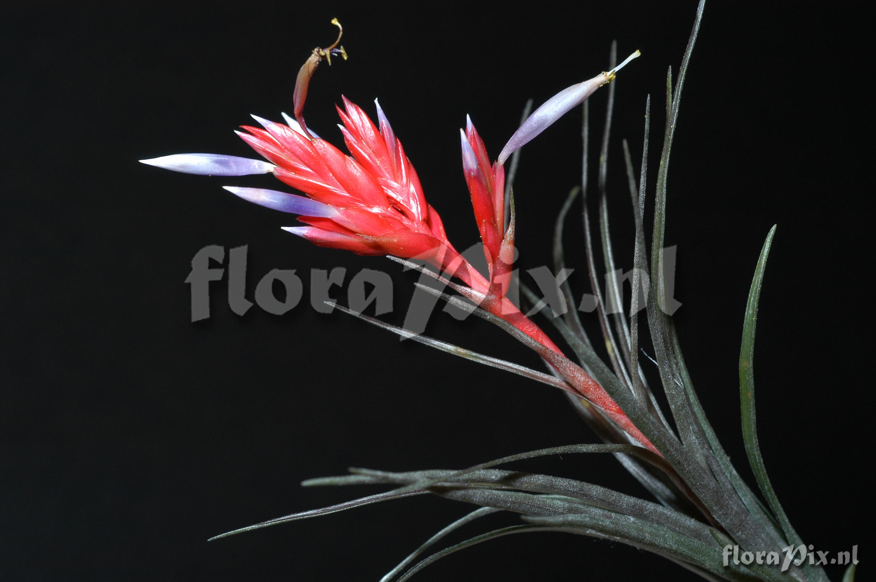 Tillandsia chlorophylla