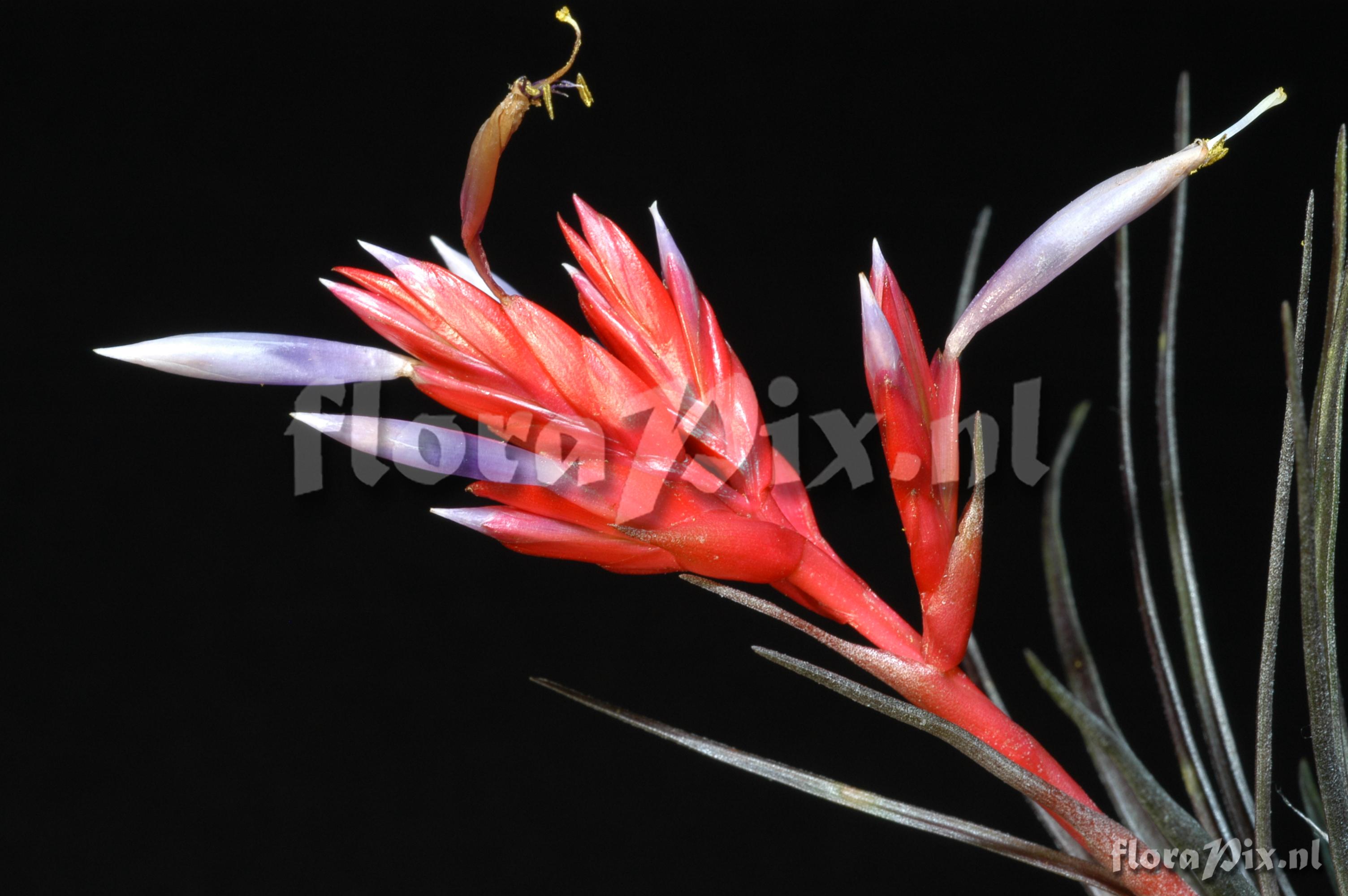 Tillandsia chlorophylla