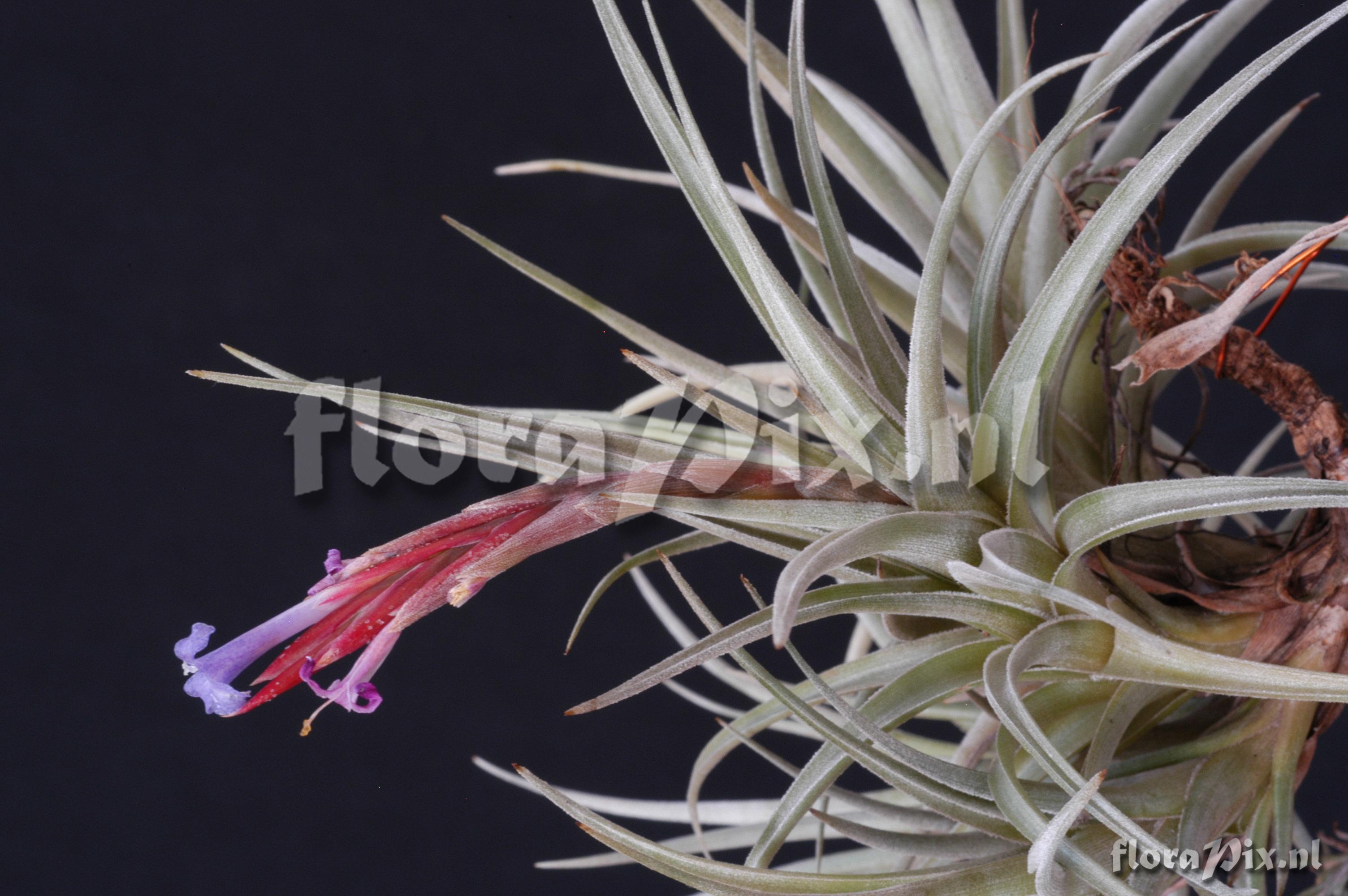 Tillandsia cochabambae