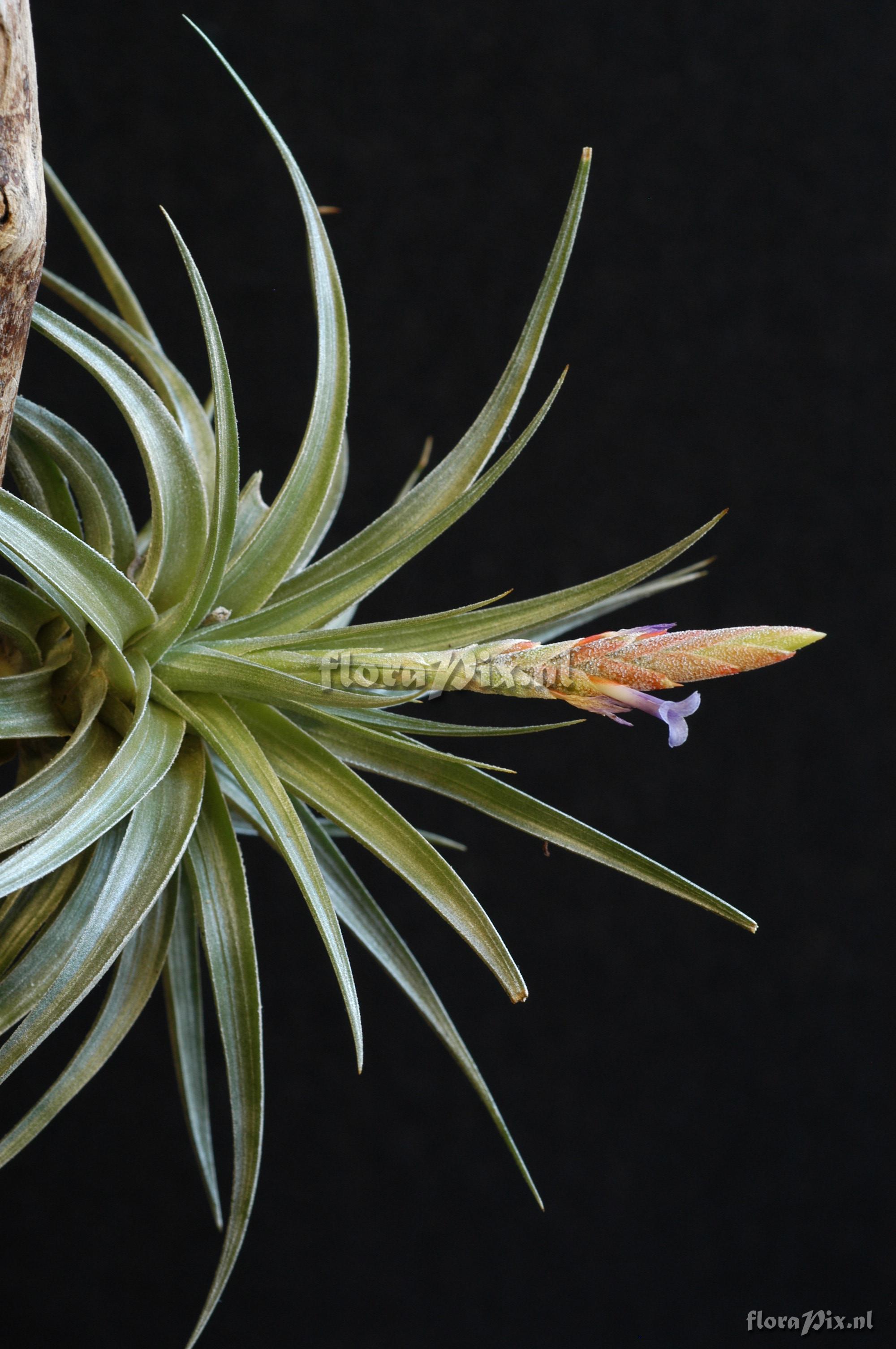 Tillandsia comarapaensis