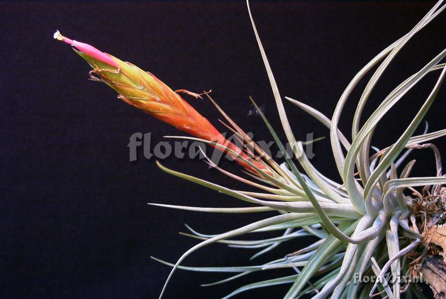 Tillandsia concolor