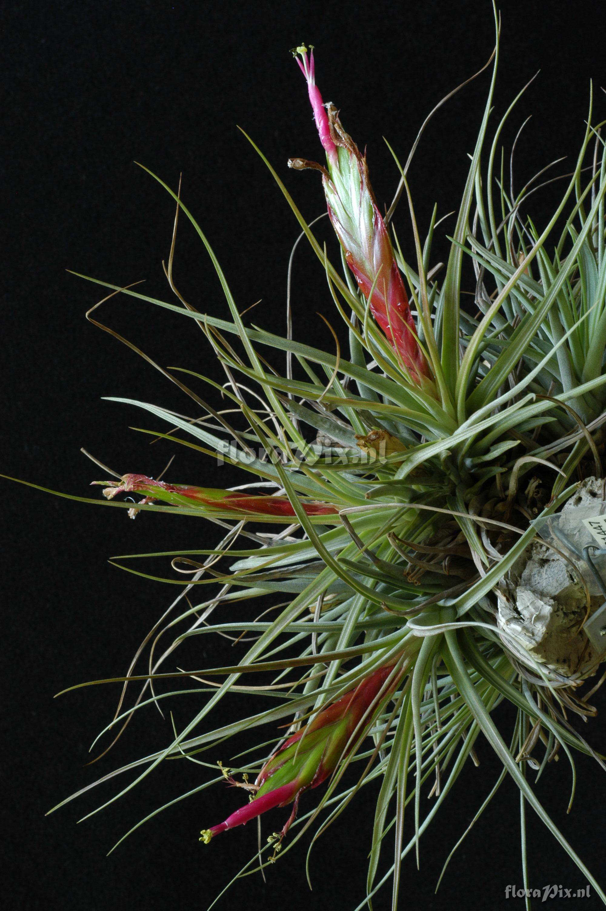 Tillandsia concolor