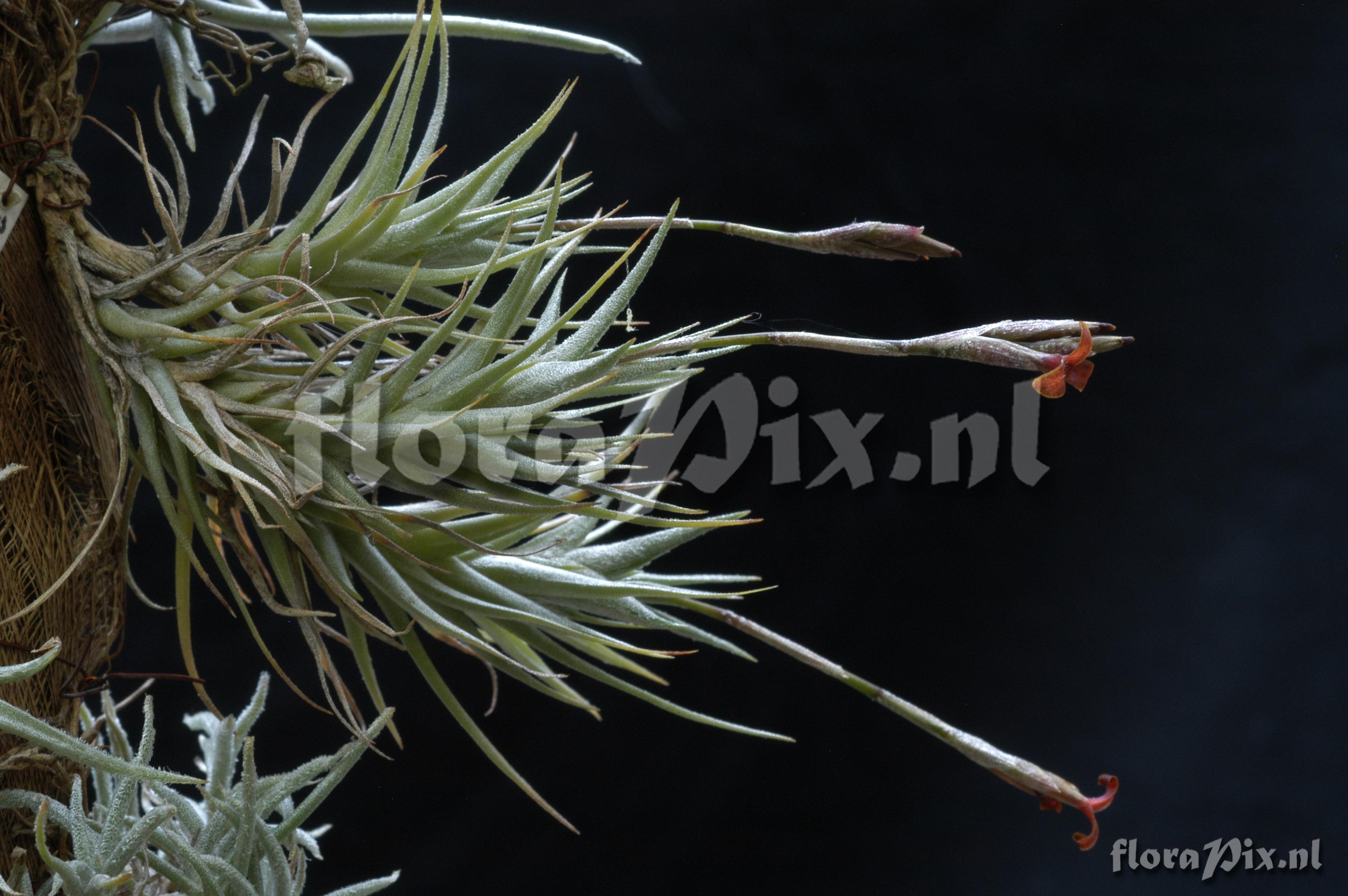 Tillandsia copynii