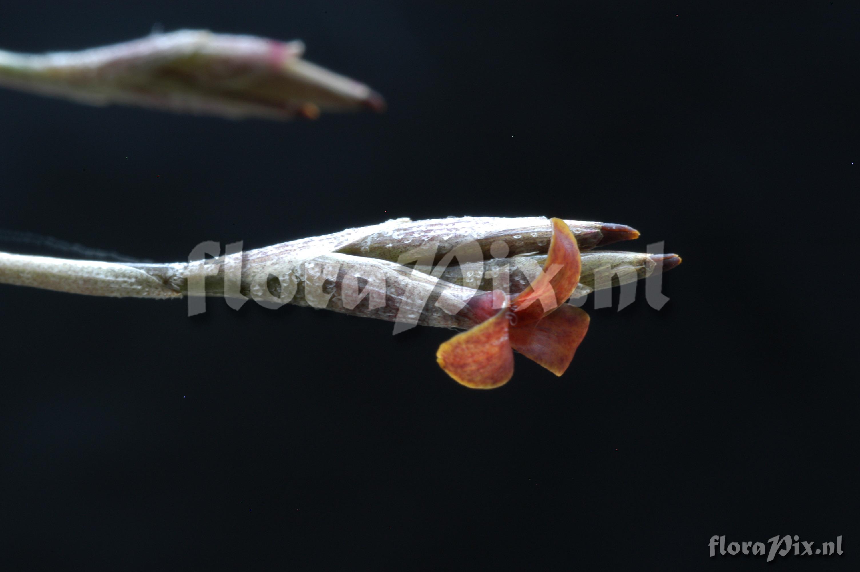 Tillandsia copynii