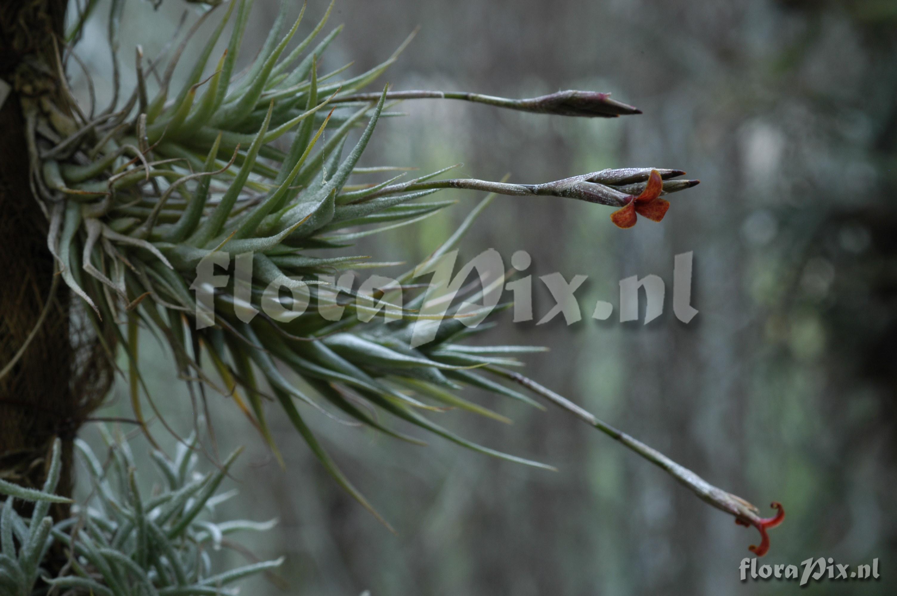 Tillandsia copynii