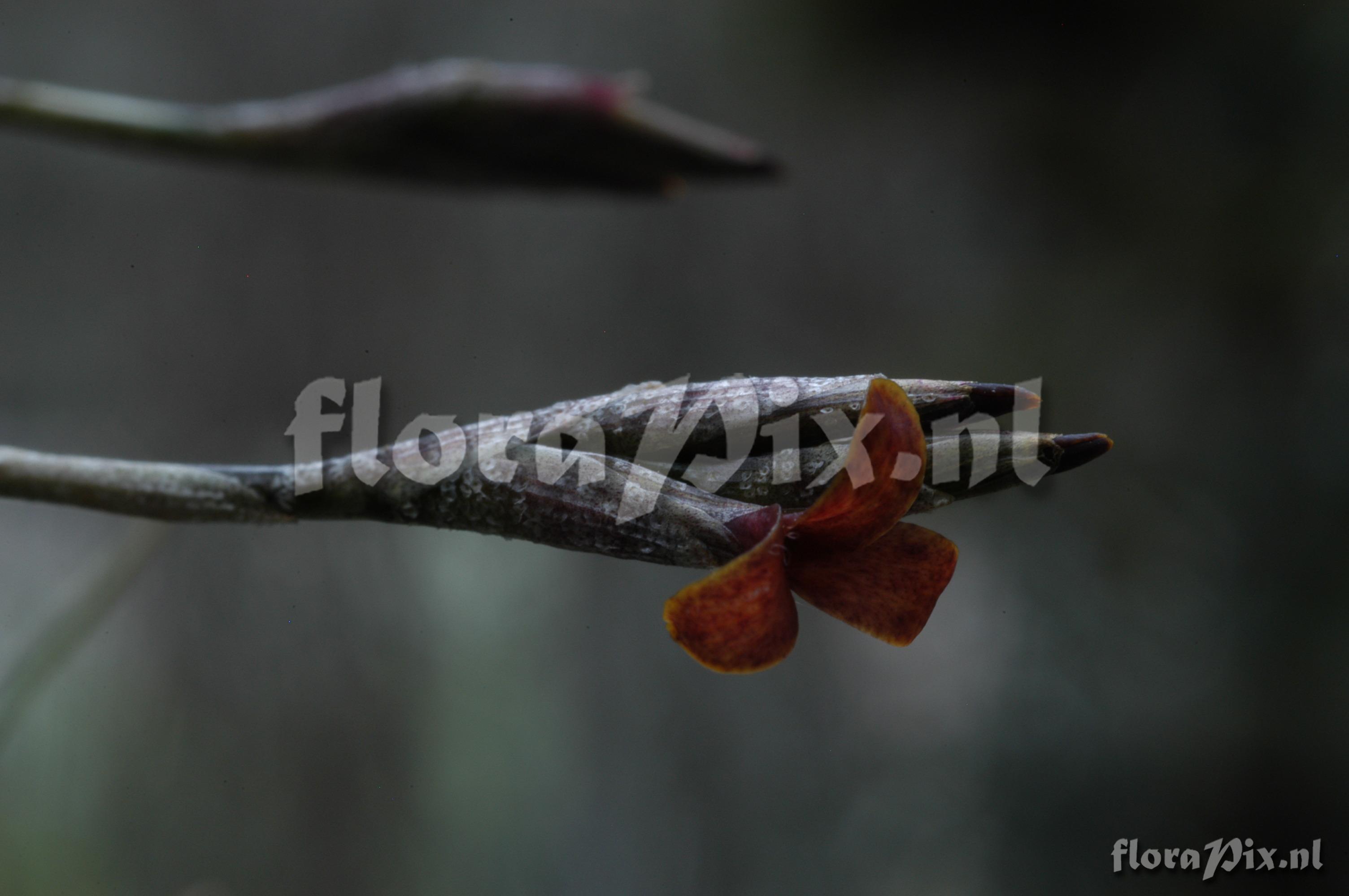 Tillandsia copynii